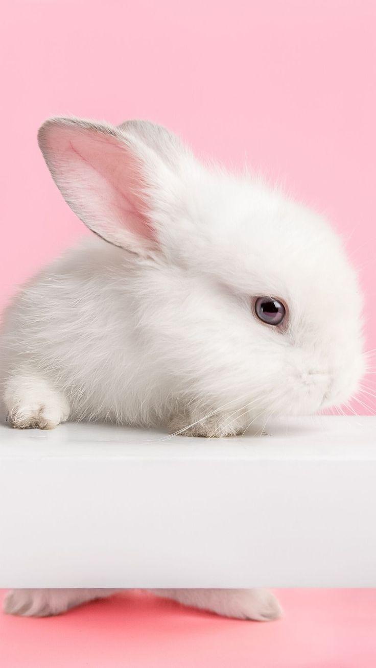 736x1308 Cute iPhone Wallpaper and Background. Ballen Blogger. Rabbit wallpaper, Cute baby bunnies, Cute bunny