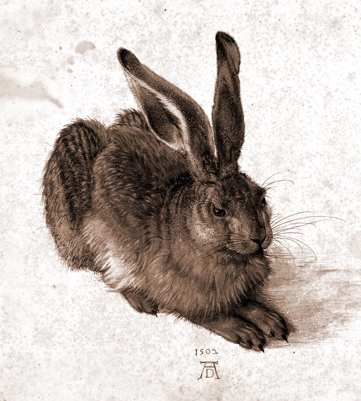 1215x1350 Bilderdepot24 Photo Wallpaper Mural Albrecht Dürer Masters Hare brown 35.43 inch x 39.37 inch (90x100 cm) sale by the manufacturer! : Amazon.co.uk: DIY & Tools