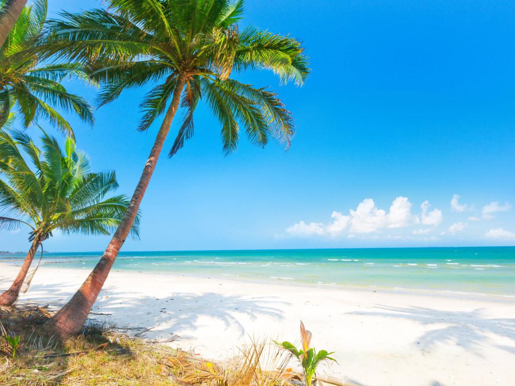 1024x768 Wallpaper Palm Tree, Sand, Sea, Beach, The Sun, Palm Trees • Wallpaper For You