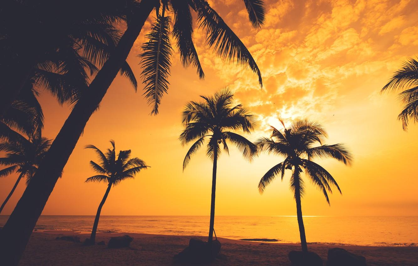 Summer Beach Palm Tree Wallpapers - Top Free Summer Beach Palm Tree ...