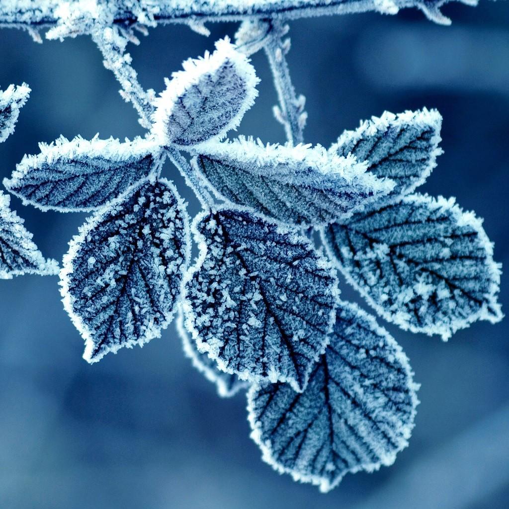 1024x1024 Free download ipad air wallpaper winter Wallpaper [1024x1024] for your Desktop, Mobile & Tablet. Explore Free Winter Wallpaper for iPad. Beautiful Winter Wallpaper for iPads, Winter Wallpaper for iPhone