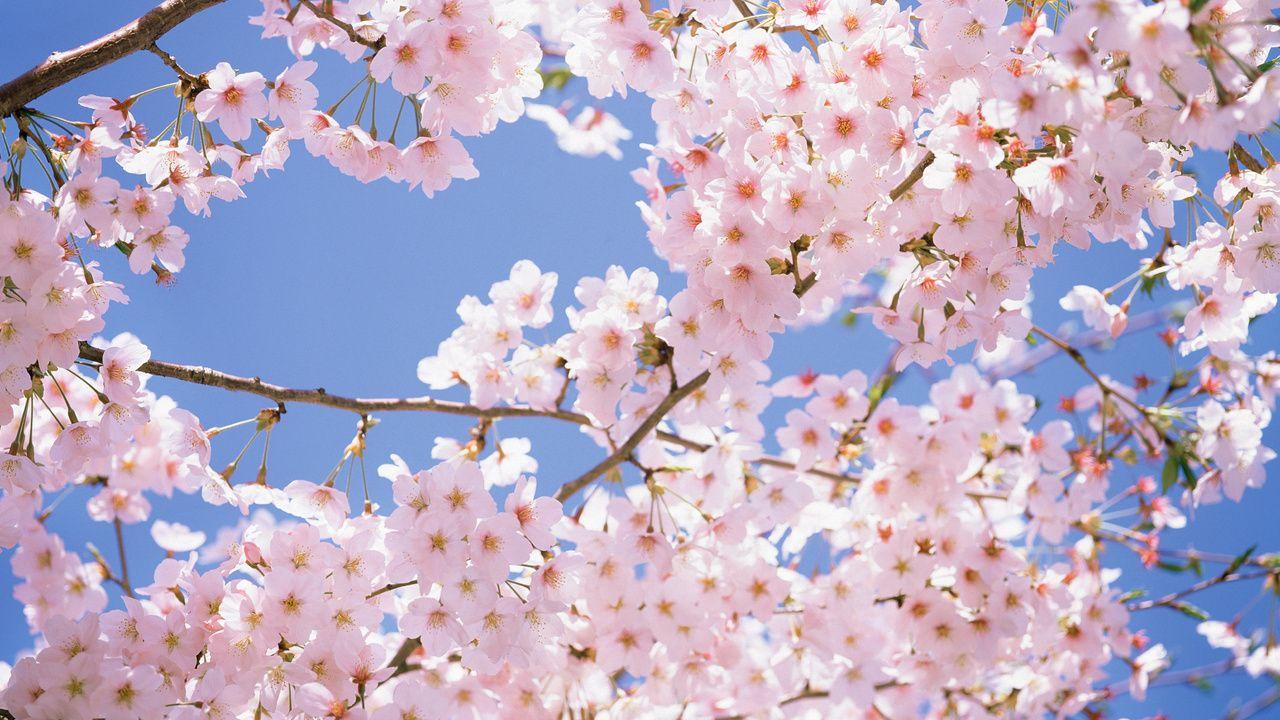 1280x720 Cherry blossom wallpaper, Cherry blossom flowers, Cherry blossom