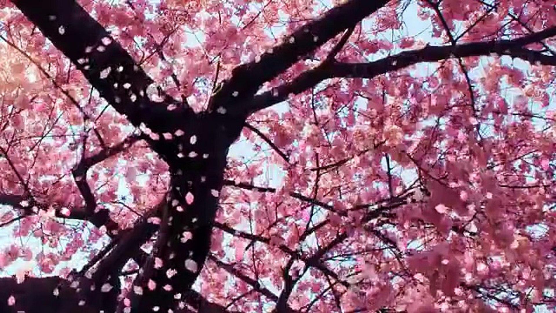 1920x1080 Cherry Blossom Animated Wallpaper