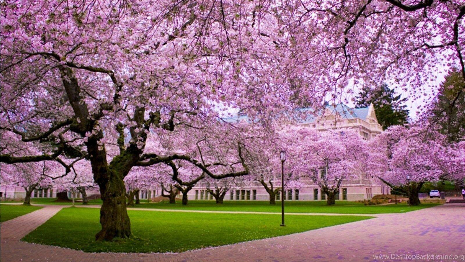1600x900 Cherry Blossom Desktop Wallpaper: HD, 4K, 5K for PC and Mobile. Download free image for iPhone, Android
