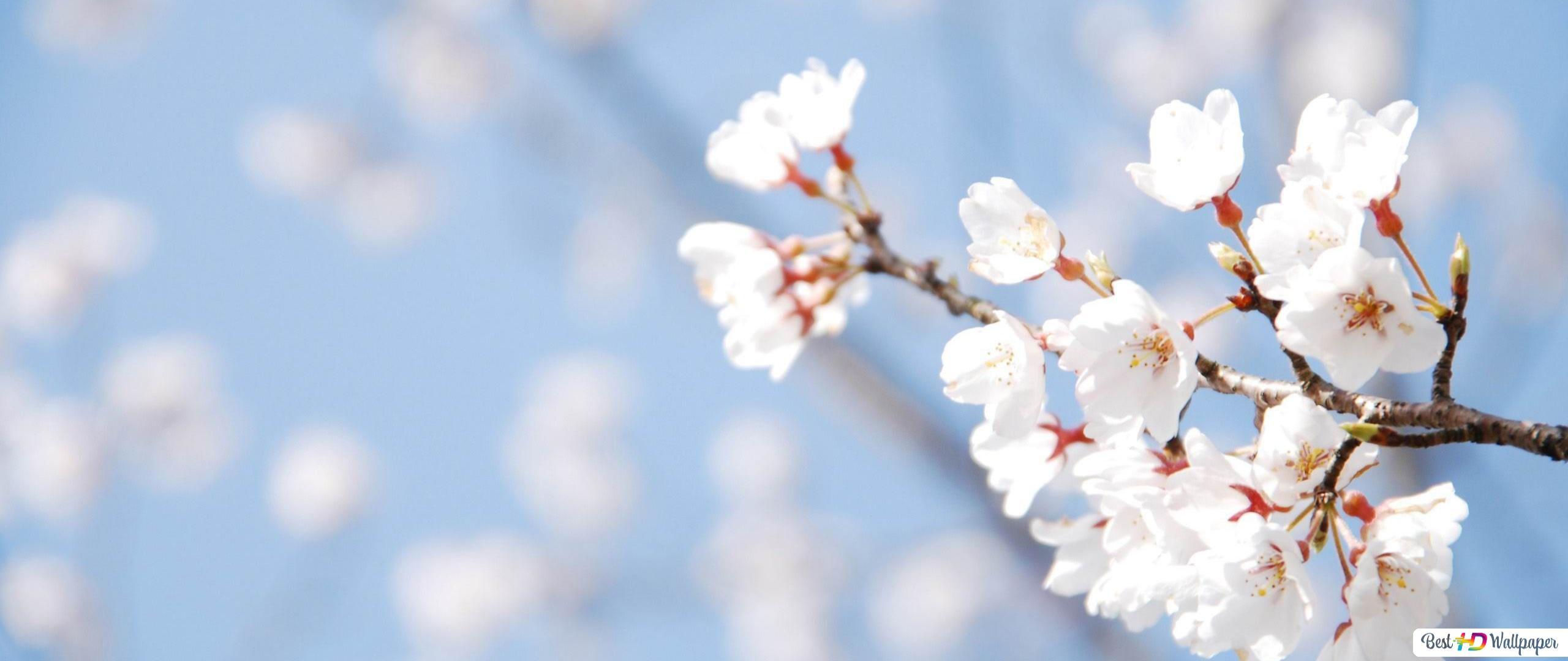 2560x1080 Cherry blossom tree HD wallpaper download