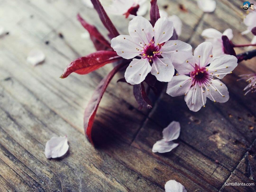 1080x810 Image for Cherry Blossom is Beautiful Japanese Flowers (2022)