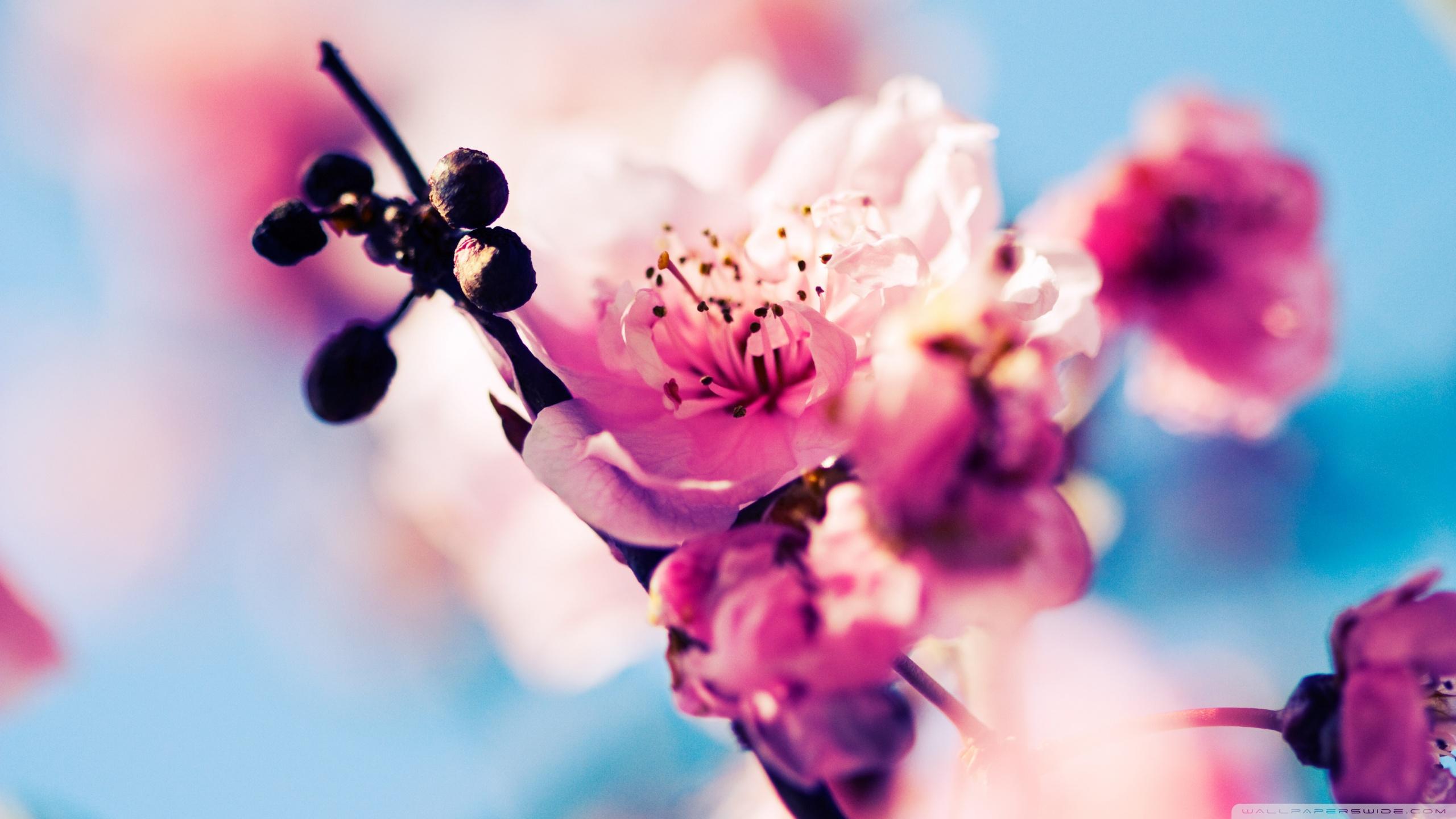 2560x1440 Beautiful Cherry Blossom Ultra HD Desktop Background Wallpaper for 4K UHD TV : Widescreen & UltraWide Desktop & Laptop : Multi Display, Dual Monitor : Tablet