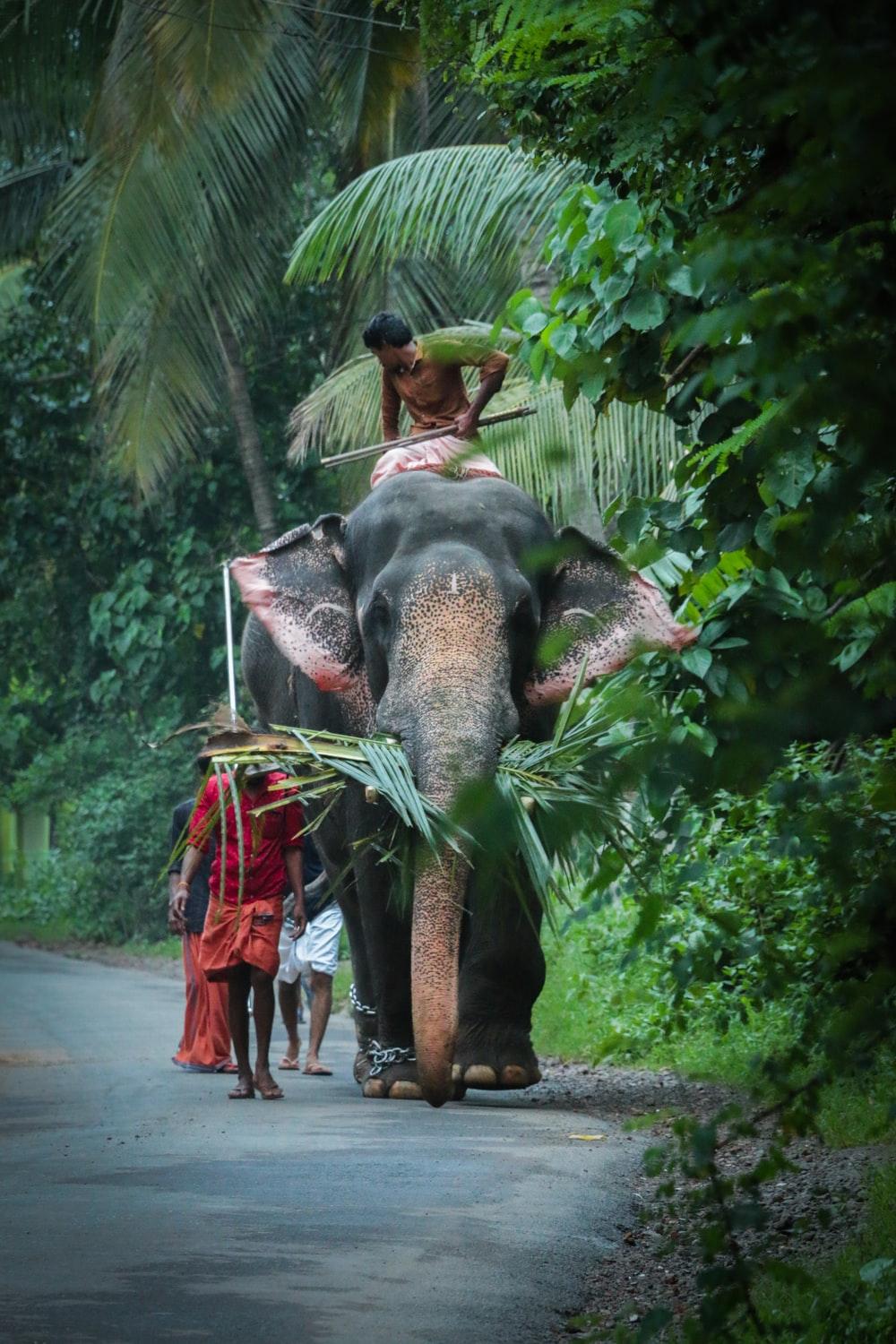 1000x1500 Elephant Ride Picture. Download Free Image