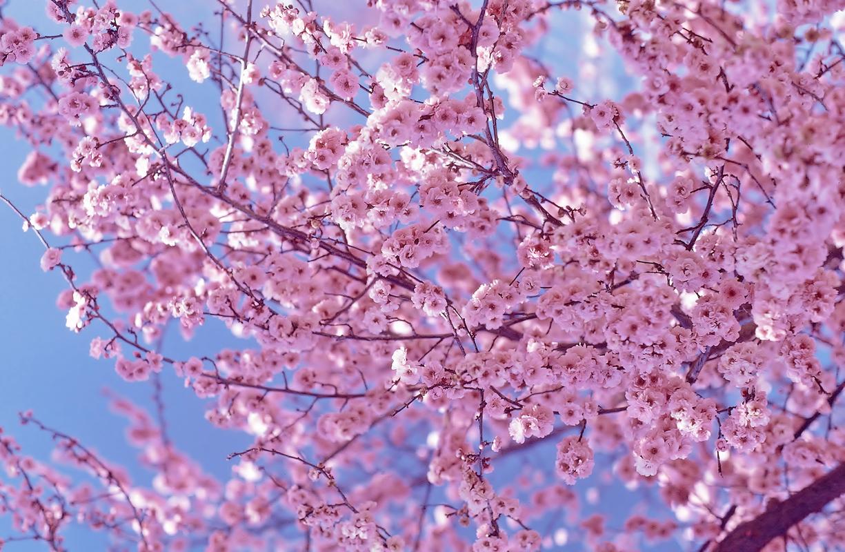 1225x800 Cherry Blossom Image Beautiful Cherry Blossom ♡ HD Blossom Wallpaper iPhone Wallpaper & Background Download
