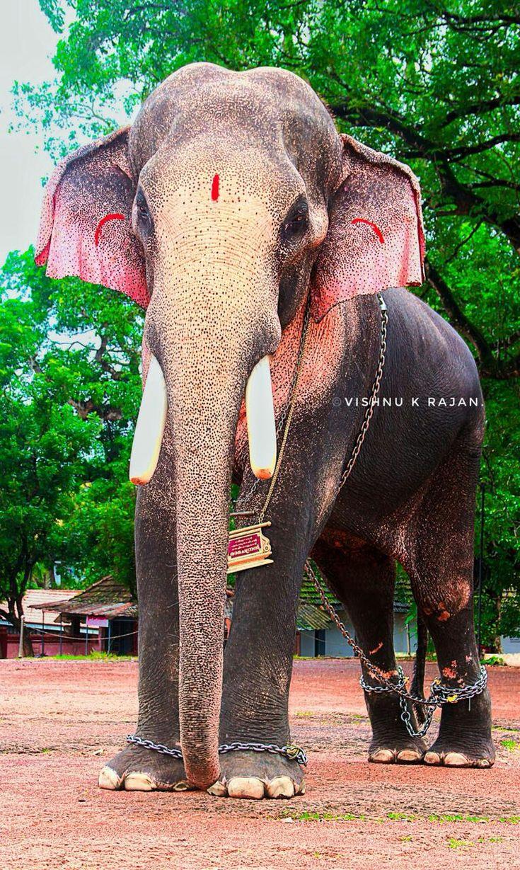 735x1229 Painting. Elephant photography, Elephant image, Elephants photo