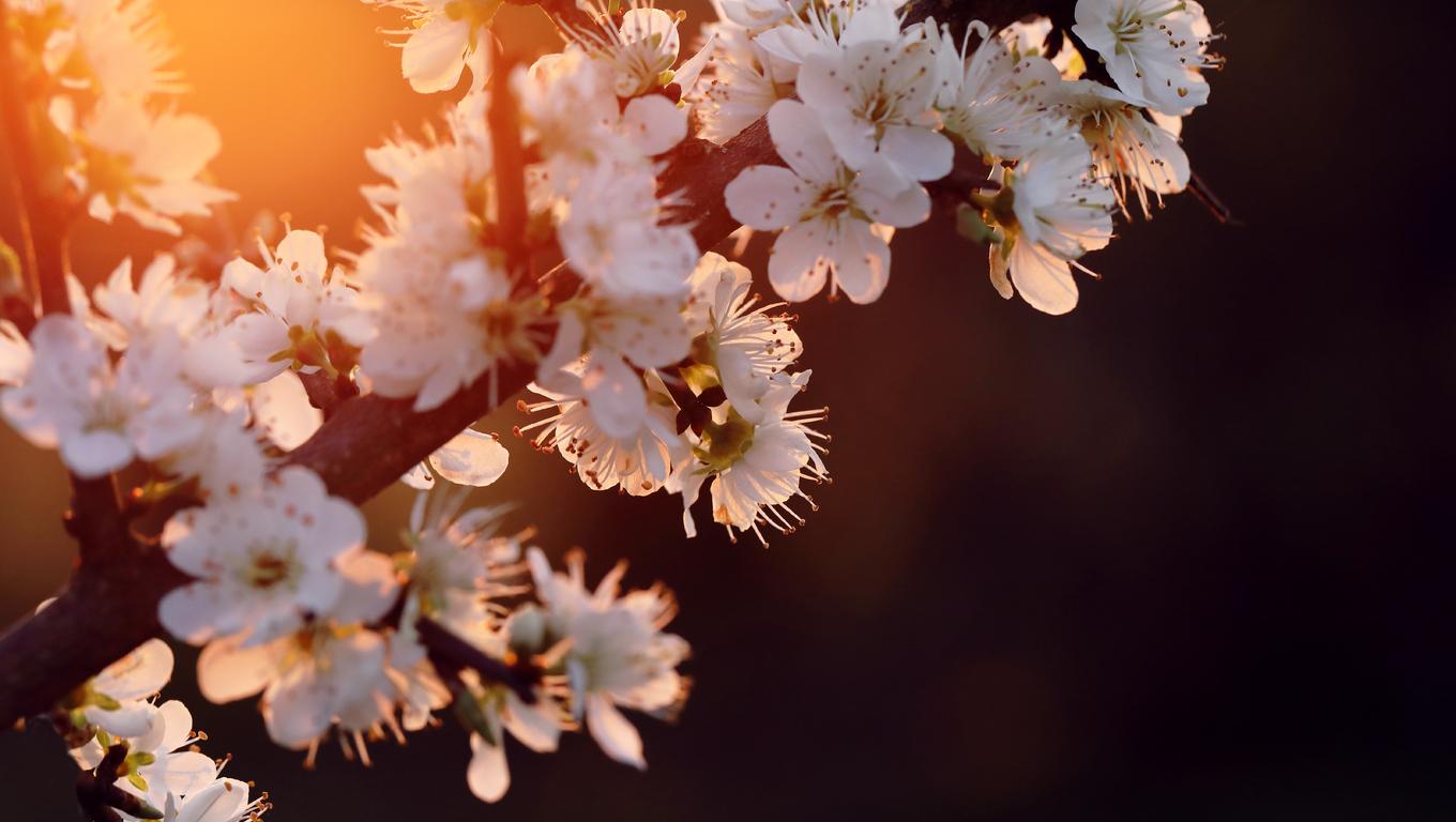 1360x768 Cherry Blossom 5k Laptop HD HD 4k Wallpaper, Image, Background, Photo and Picture
