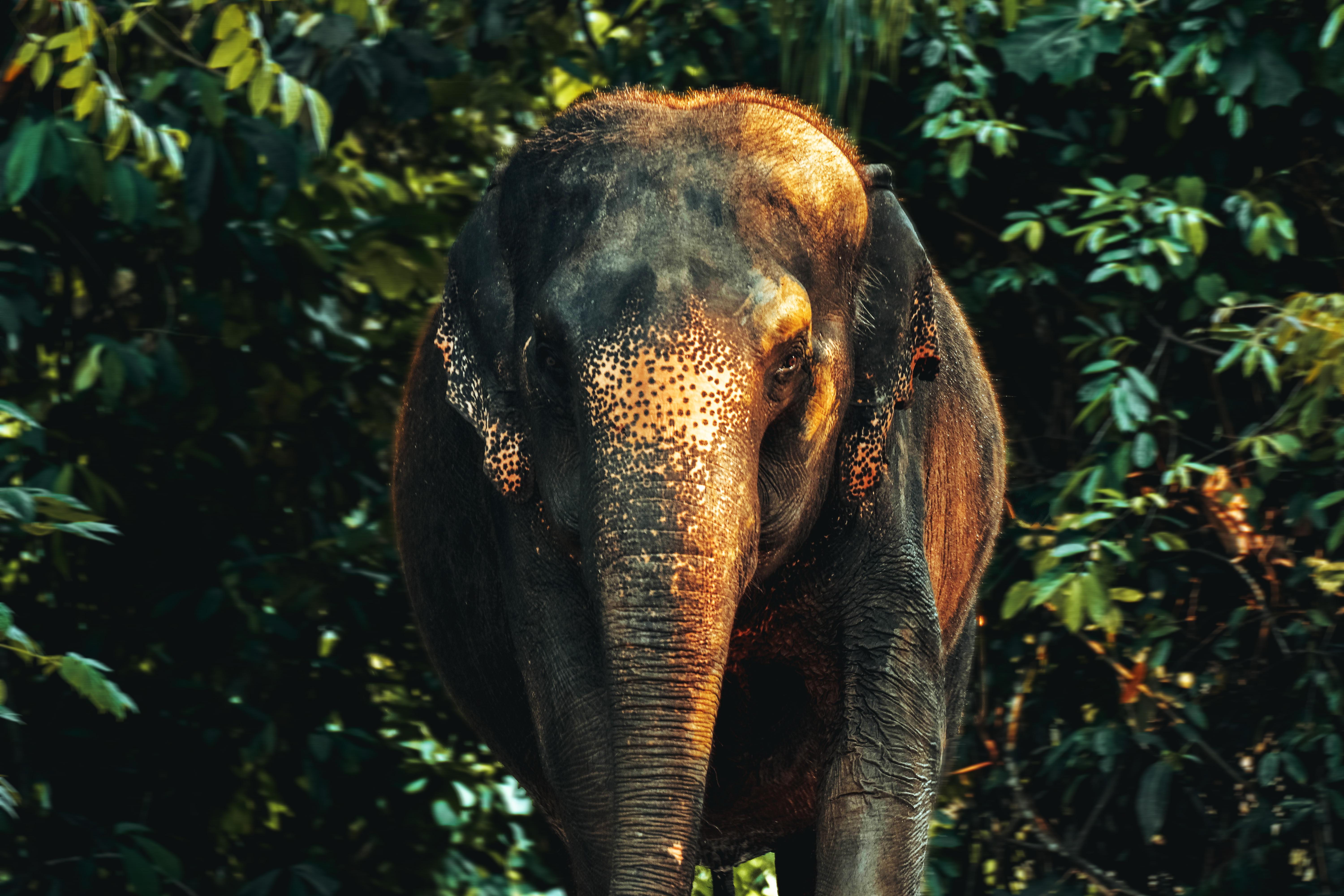 6000x4000 Brown Elephant in Forest · Free