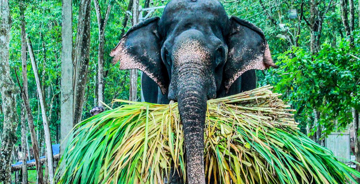 1366x700 A Day Out With The Elephants