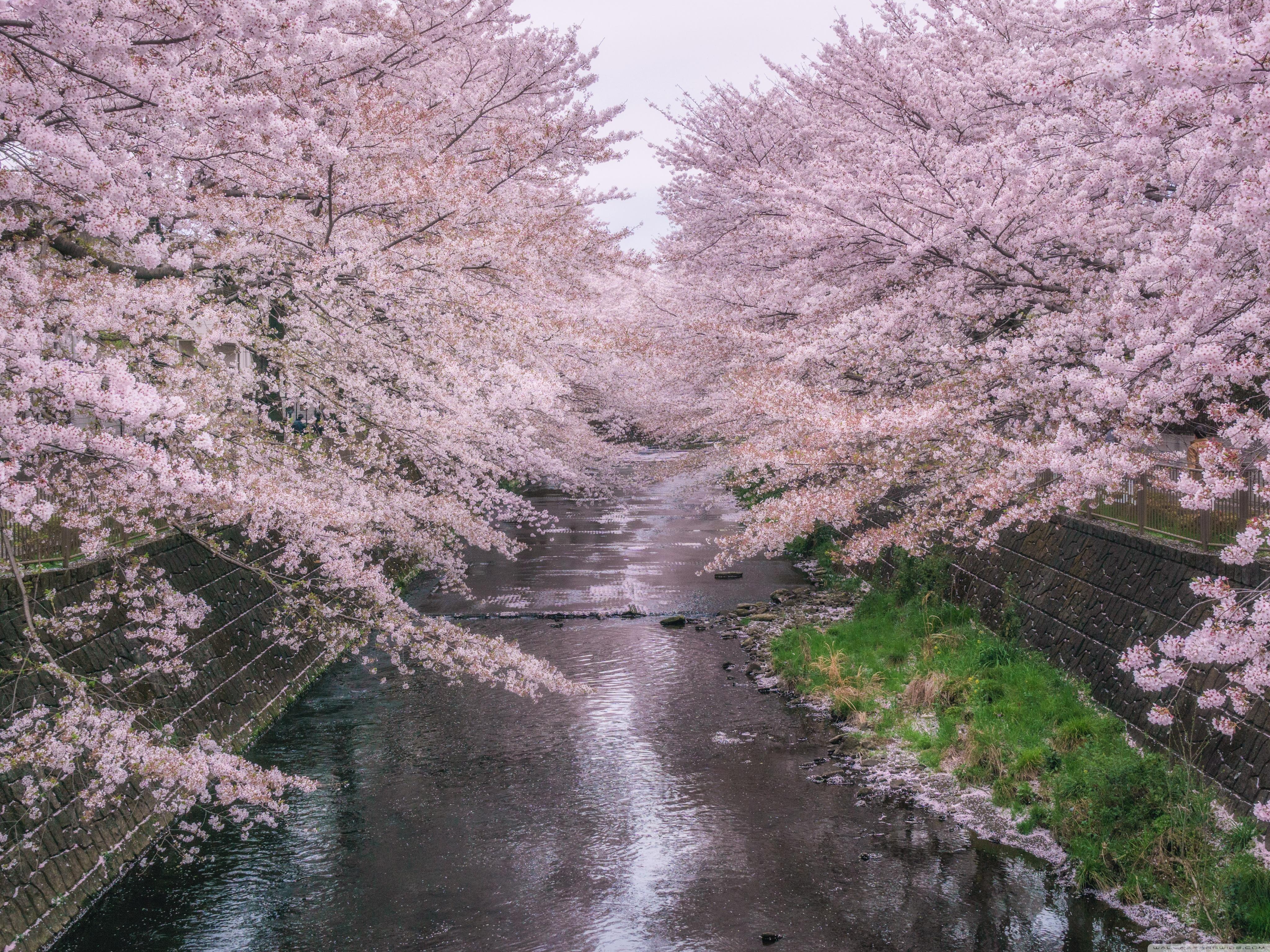 4096x3072 Beautiful Pink Cherry Blossoms Ultra HD Desktop Background Wallpaper for : Widescreen & UltraWide Desktop & Laptop : Multi Display, Dual Monitor : Tablet