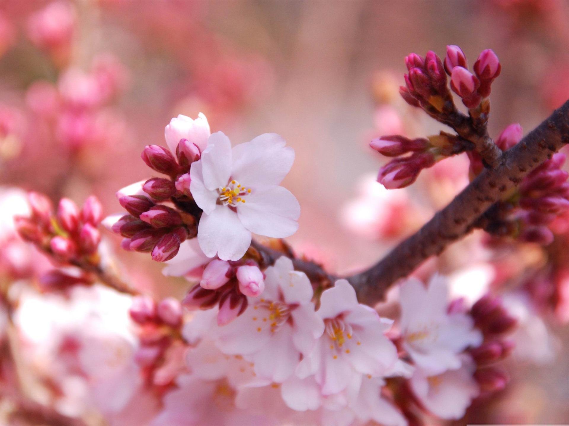 1920x1440 Cherry Blossom Buds Beauty Spring Desktop Wallpaper