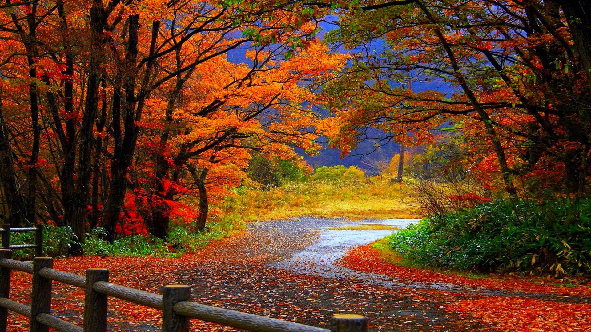 1920x1080 Free HD Fall Wallpaper
