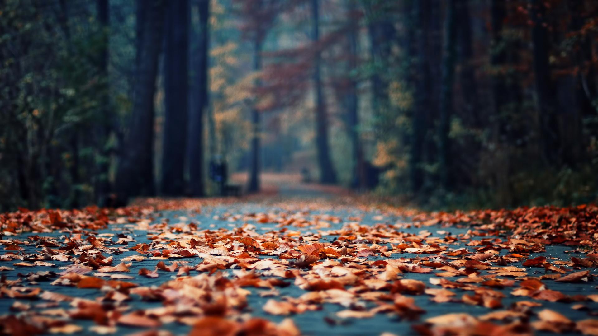 1920x1080 Autumn HD Wallpaperx1080