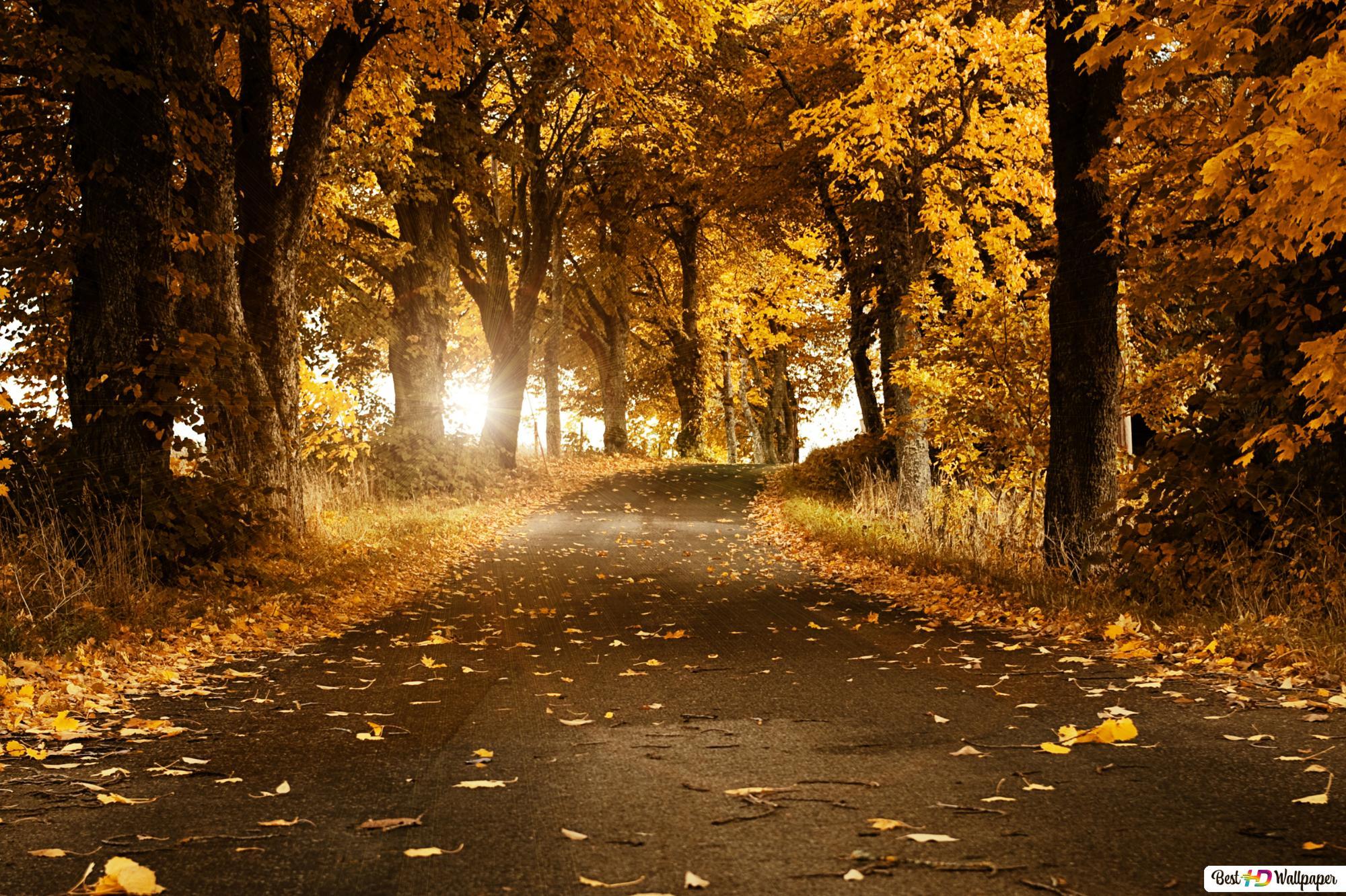 2000x1333 Autumn forest and yellow leaves HD wallpaper download