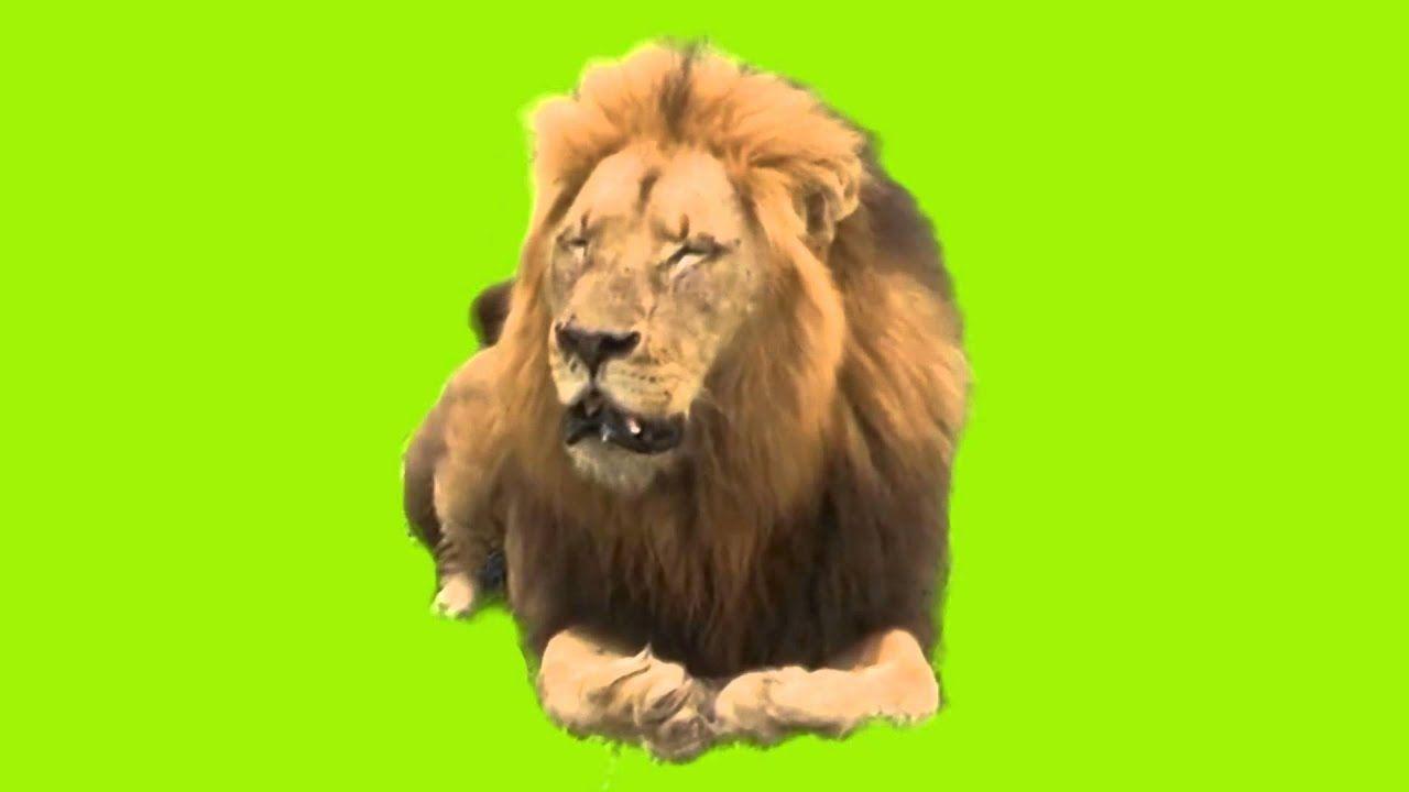1920x1080 Lion Green Screen (Real Footage)