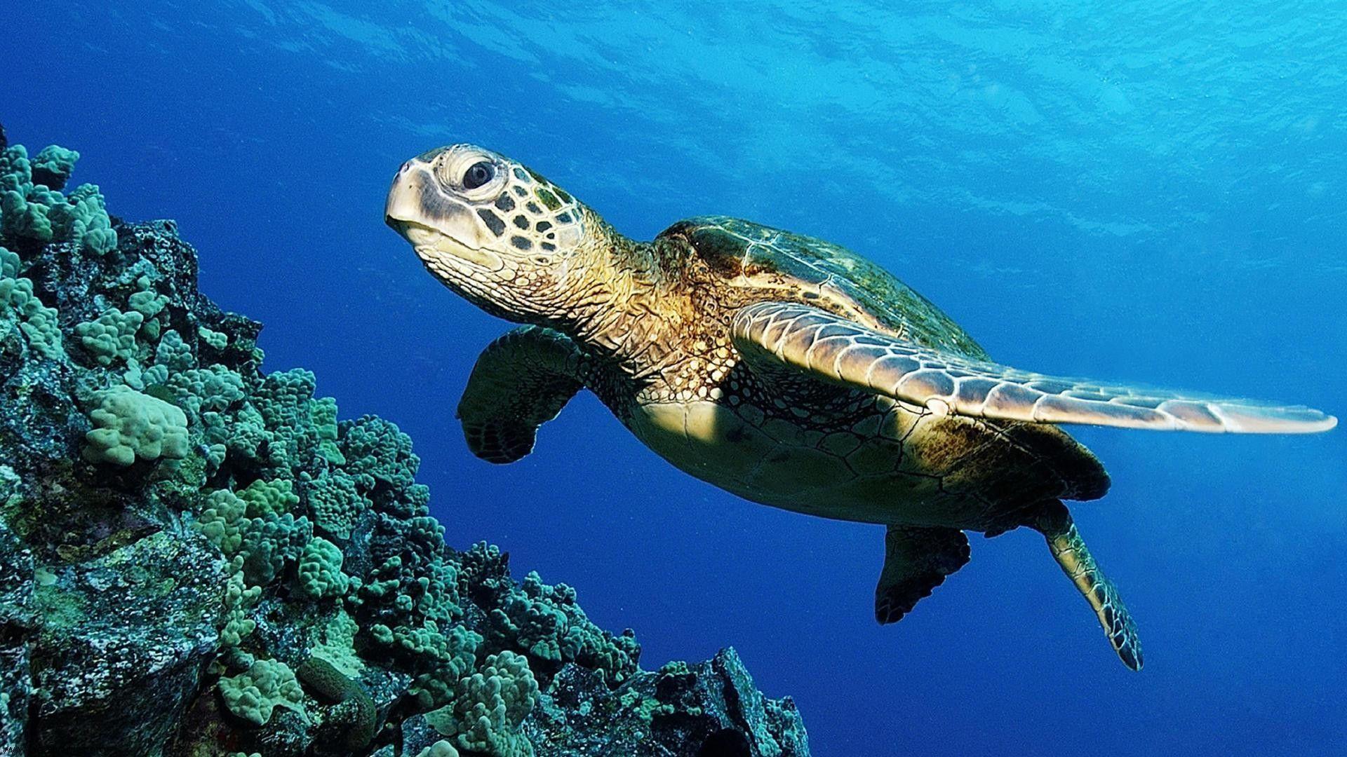 Sea Turtle 1920X1080 Wallpapers - Top