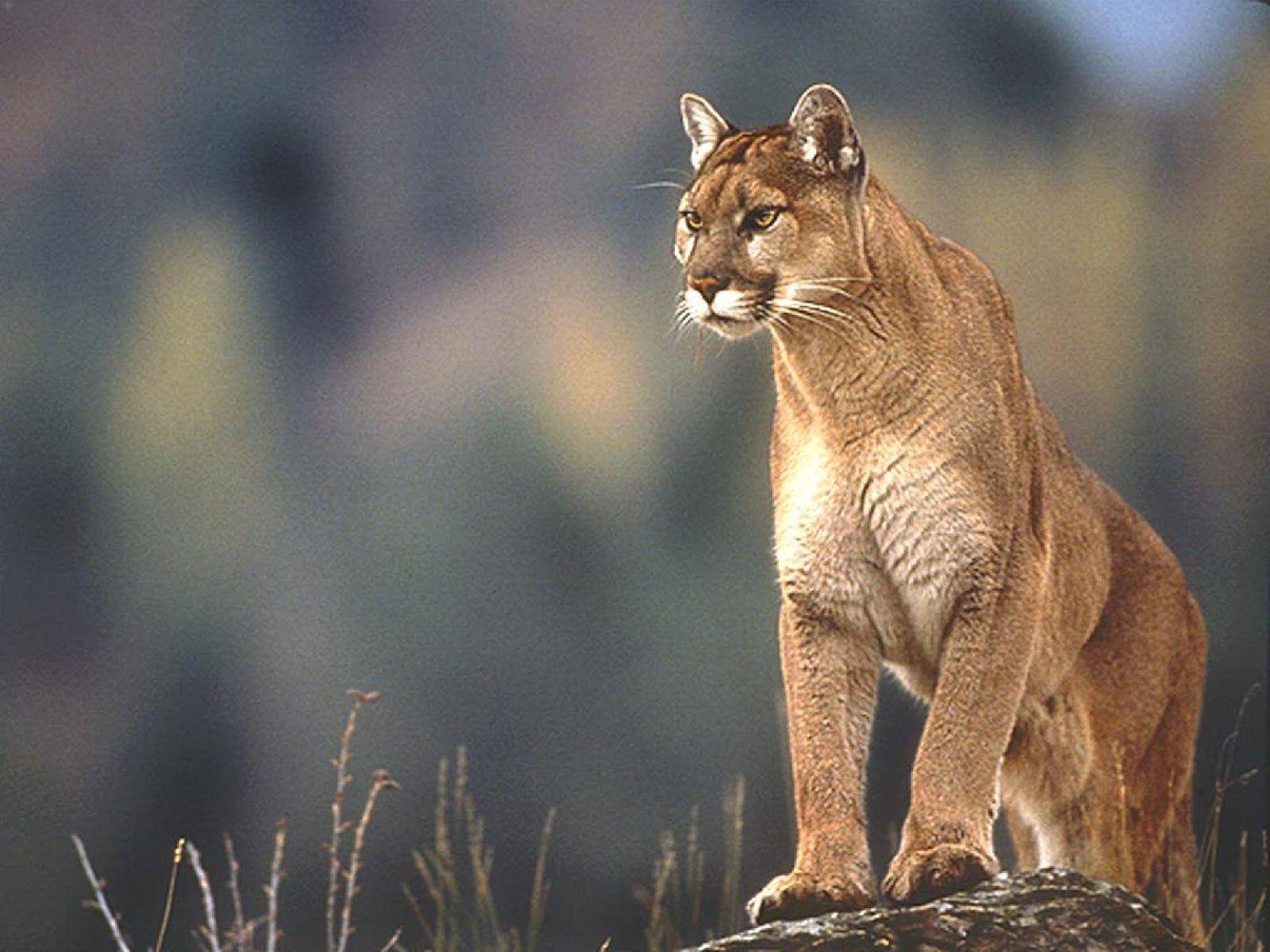 1600x1200 Lion Wallpaper