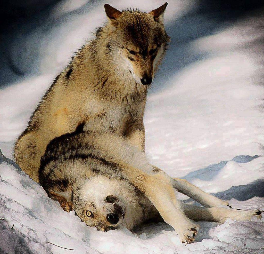 1024x984 Other White Art Canislupus Timber Wisdom Wolves Saying Wolf Black