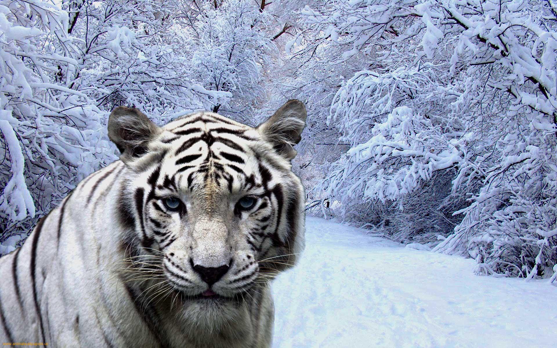 1920x1200 3D Lion Wallpaper 1280x1024 Lions Jungle HD Creative 4k Wallpaper