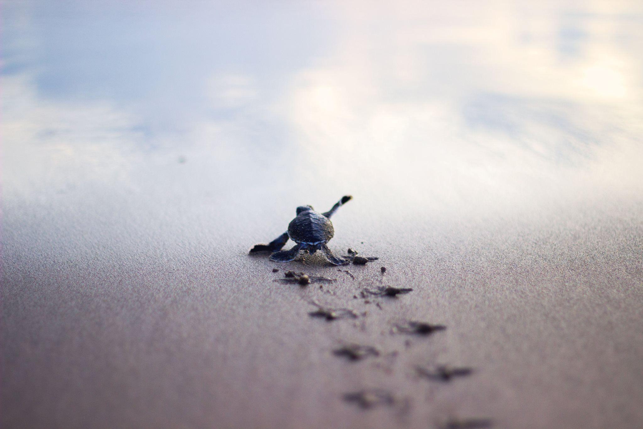 2048x1365 Baby turtle running to the safety of the sea shore