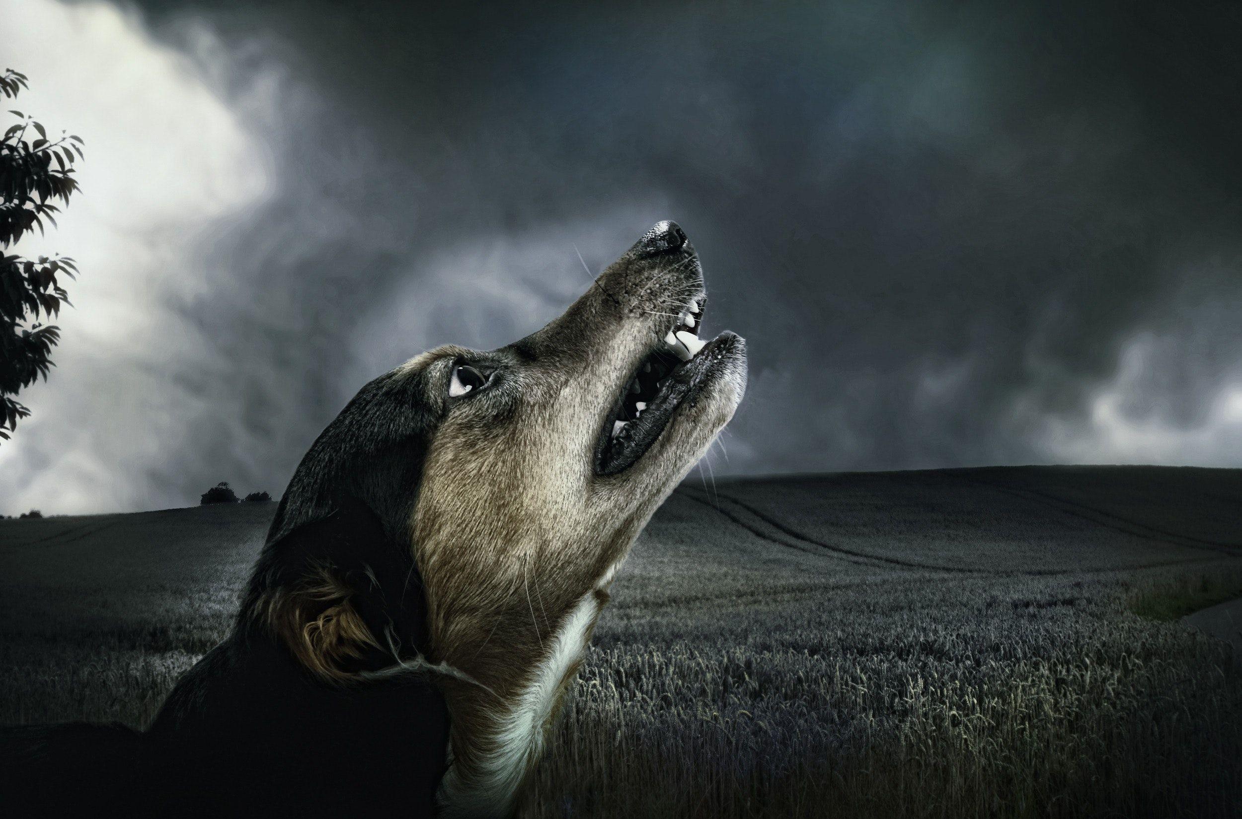 2500x1650 Breathtaking Wolf Photo