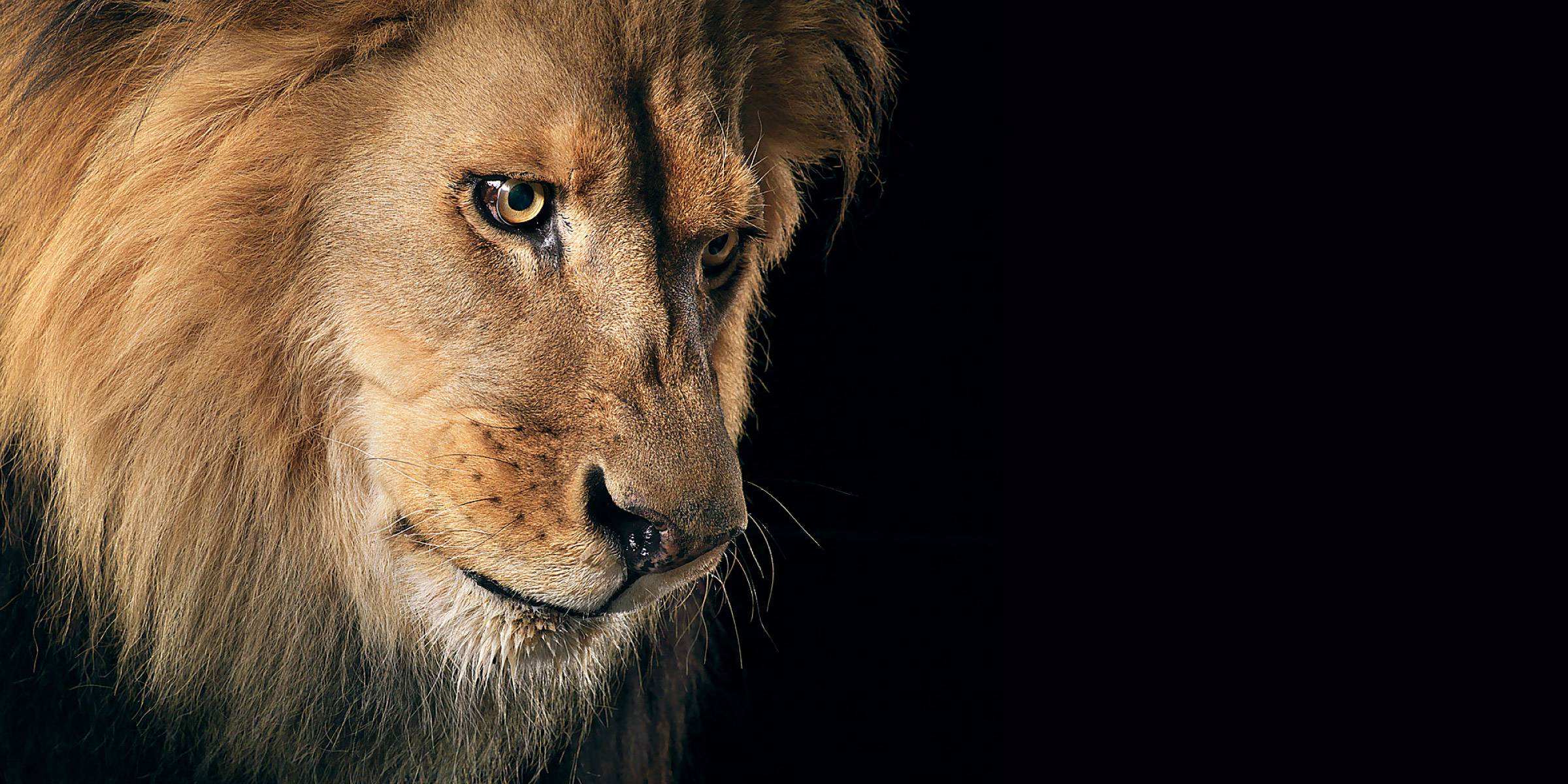 2400x1200 Lion Wallpaper