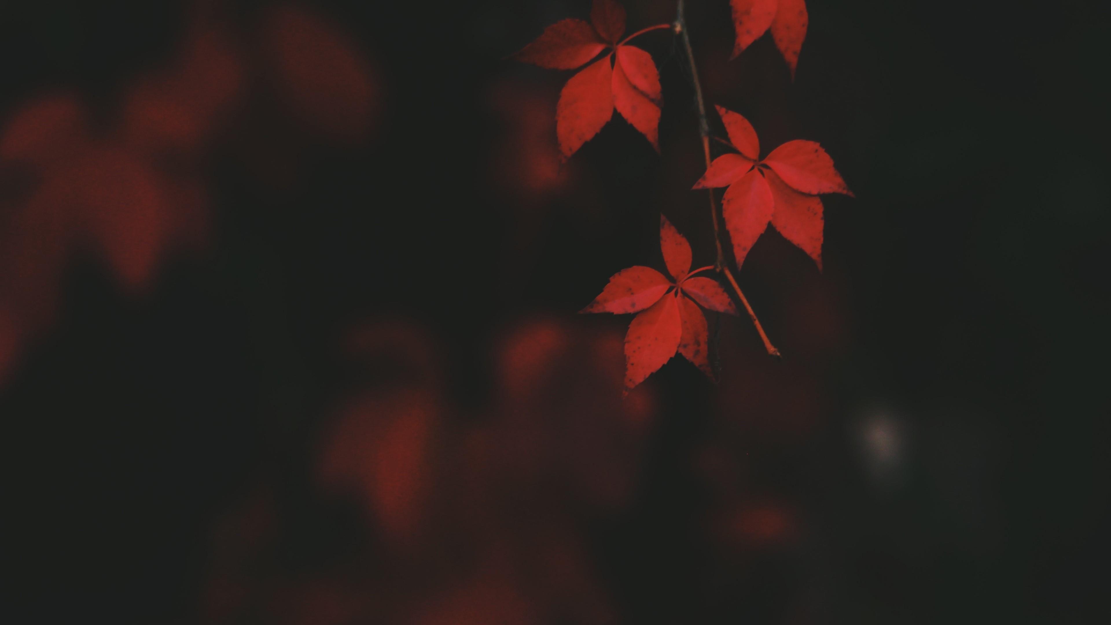 3840x2160 Red Leaves 4K UltraHD Wallpaper. Wallpaper Studio 10