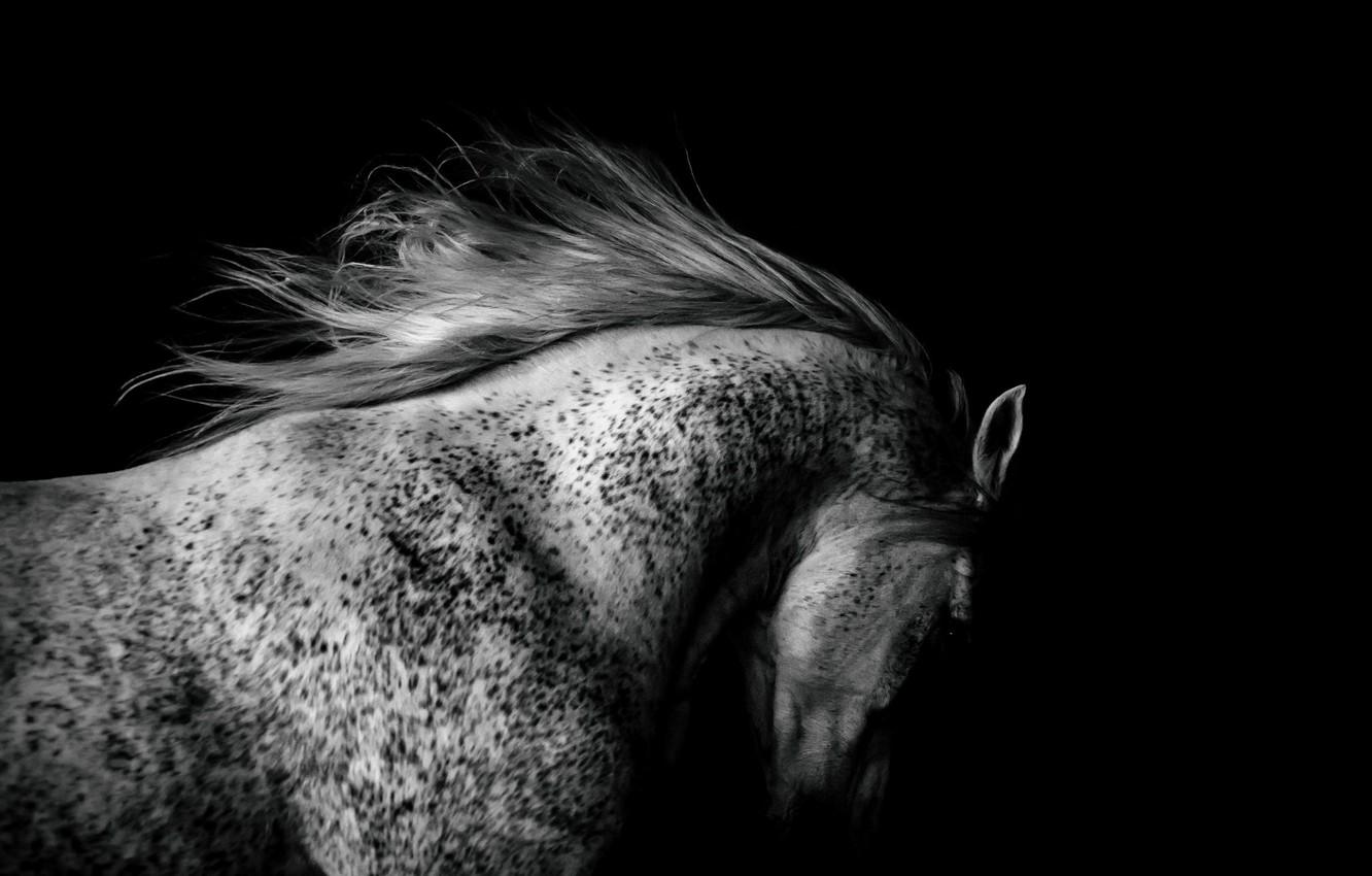 1332x850 Wallpaper light, horse, shadow image for desktop, section животные