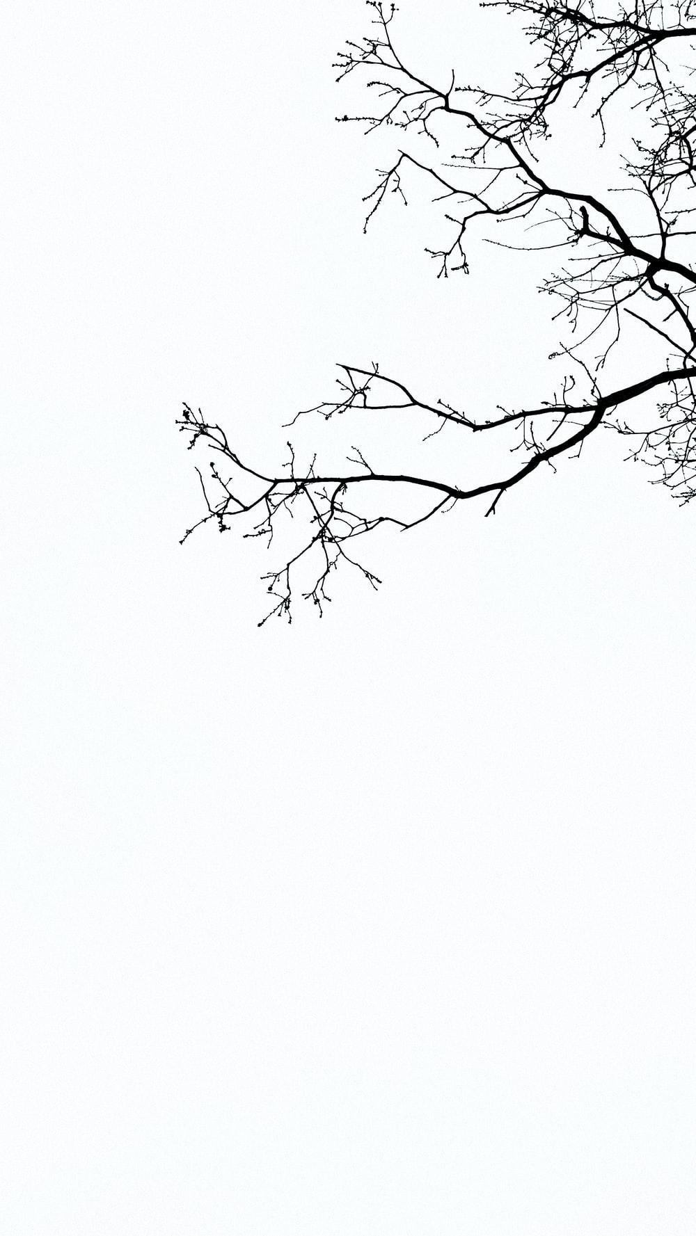 Branch Wallpapers - Top Free Branch Backgrounds - WallpaperAccess