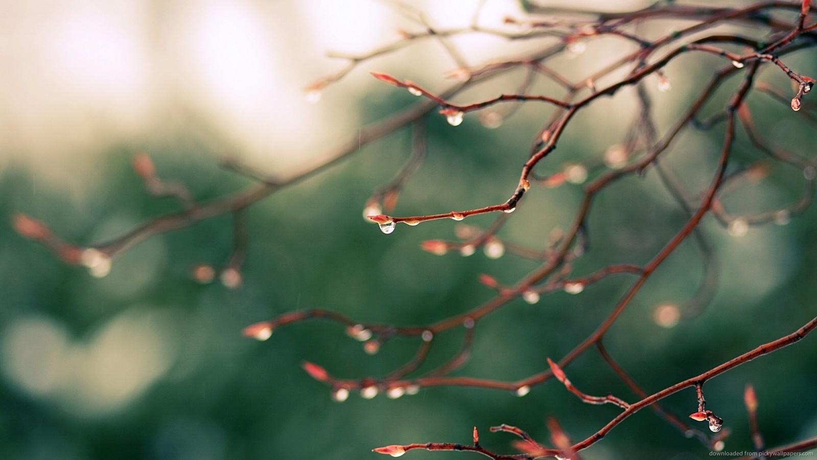 1600x900 Branch Latest Wallpaper Desktop Wallpaper HD