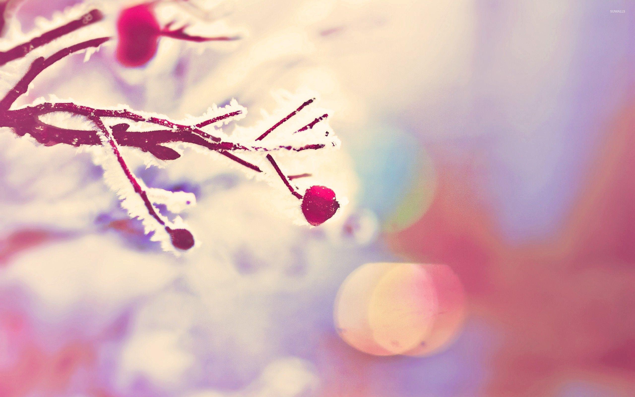 2560x1600 Frosty branch wallpaper wallpaper
