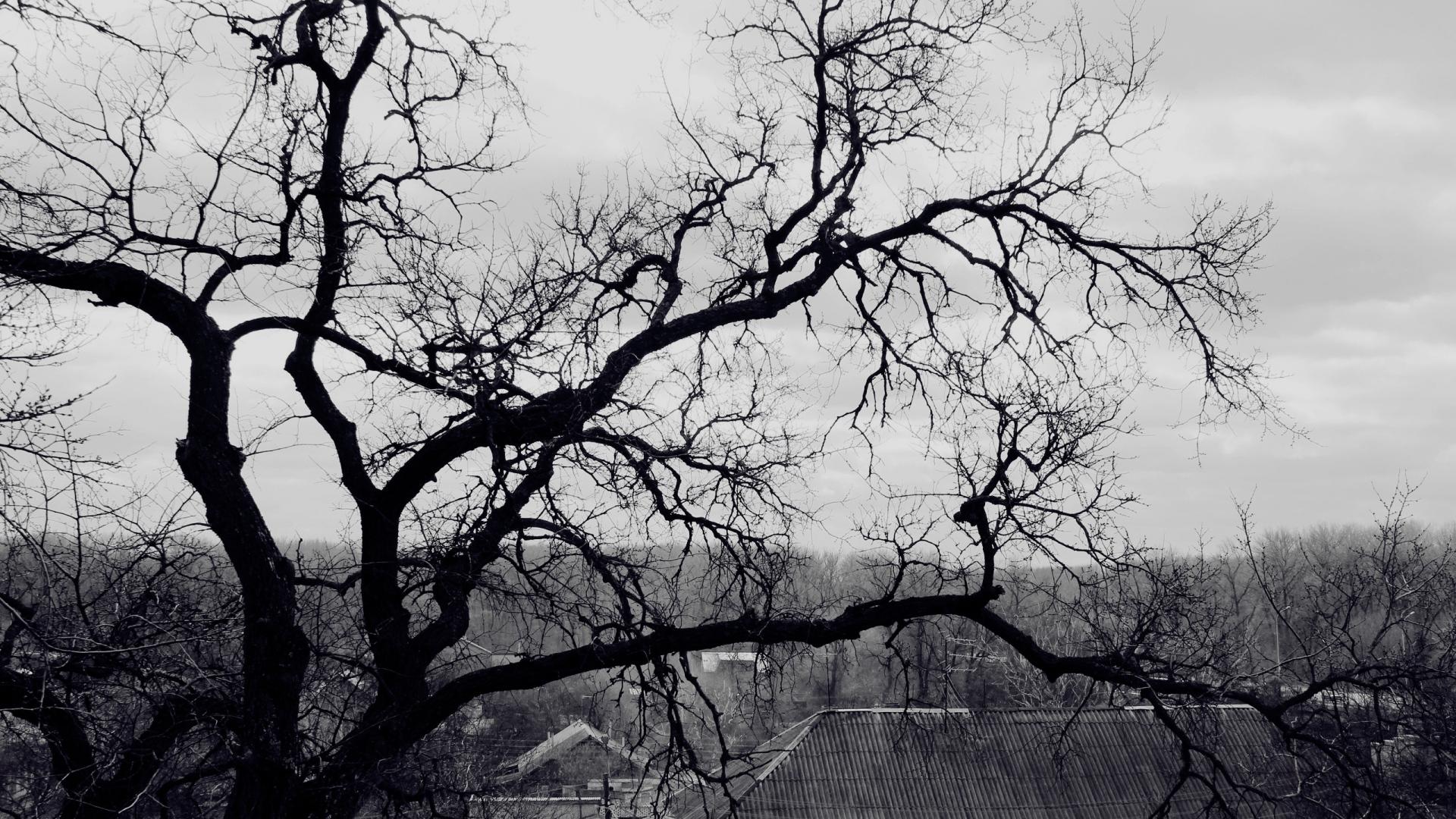 1920x1080 Tree, Branches, Black And White And White Wallpaper & Background Download