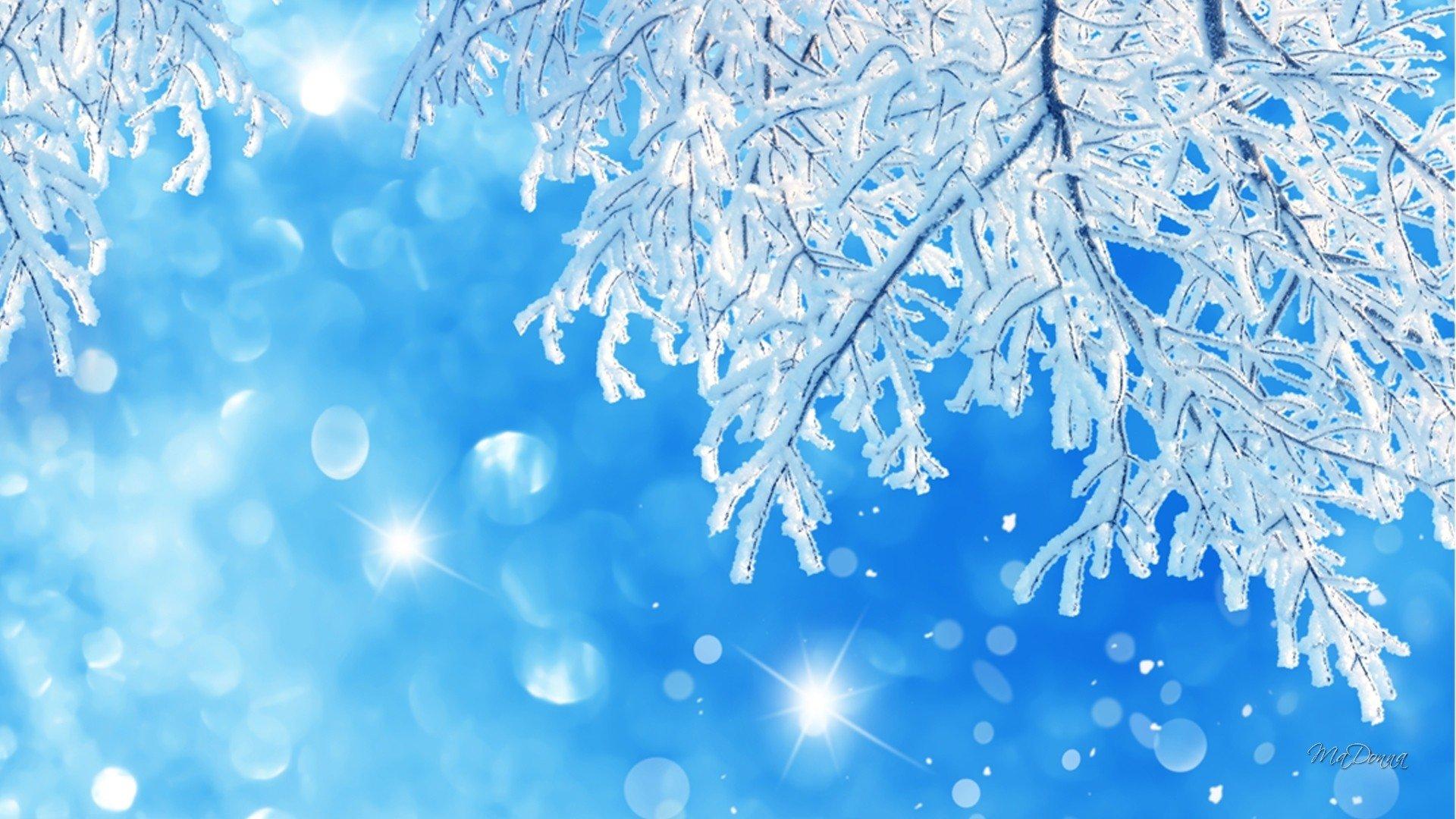 1920x1080 Winter Snowy Branch HD Wallpaper