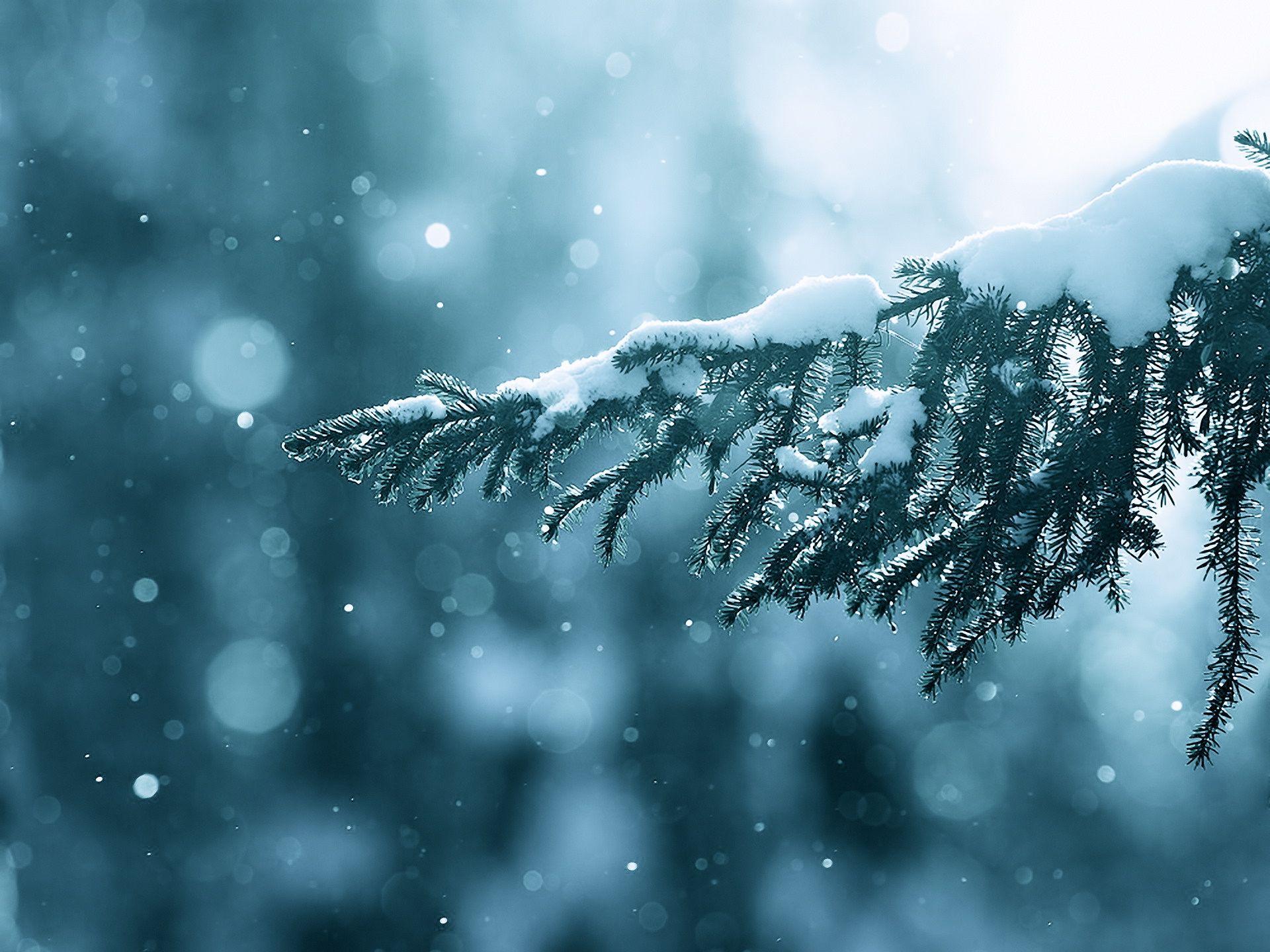 1920x1440 Winter Branches Wallpaper