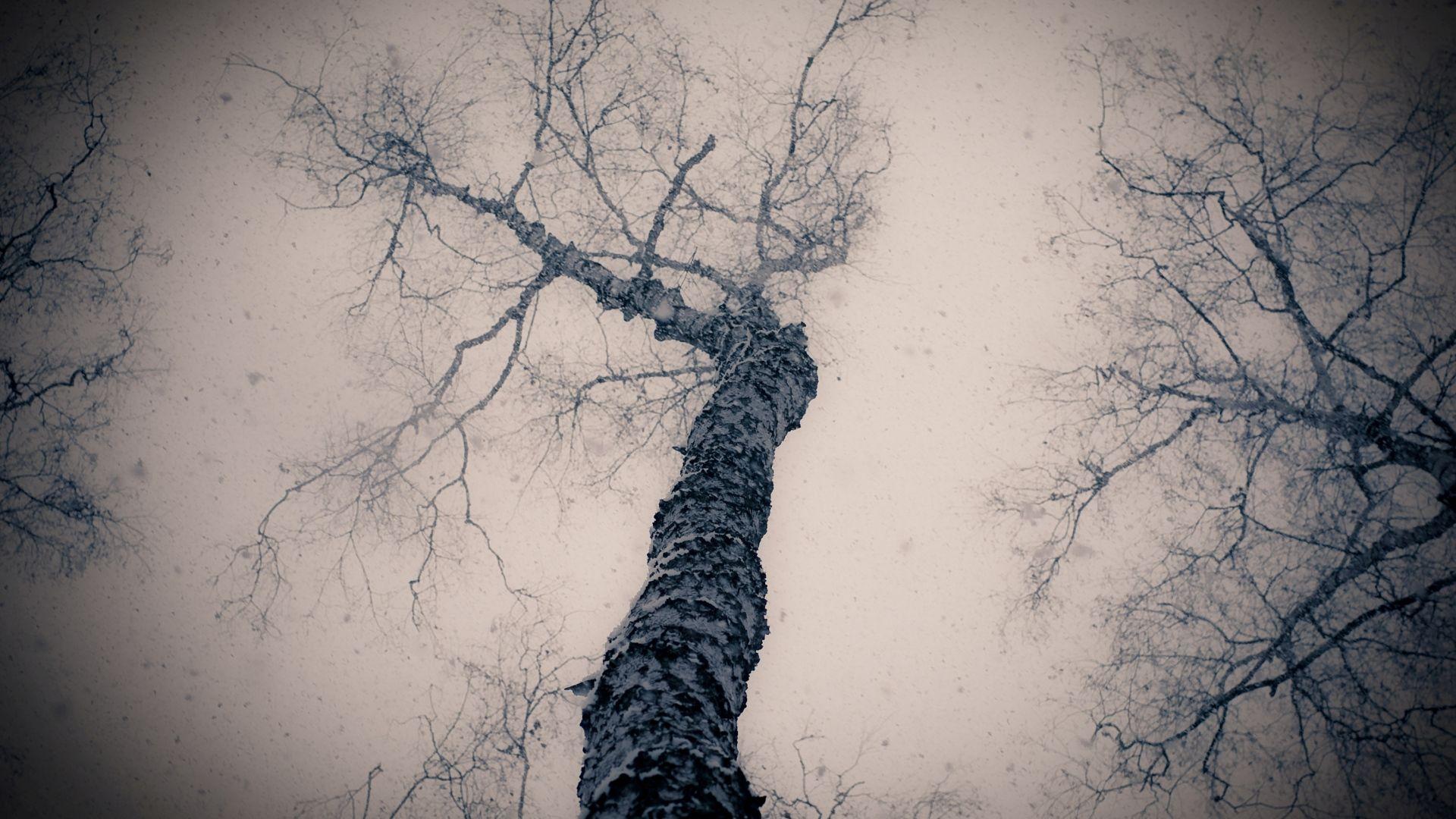 1920x1080 Tree Branch Wallpaper