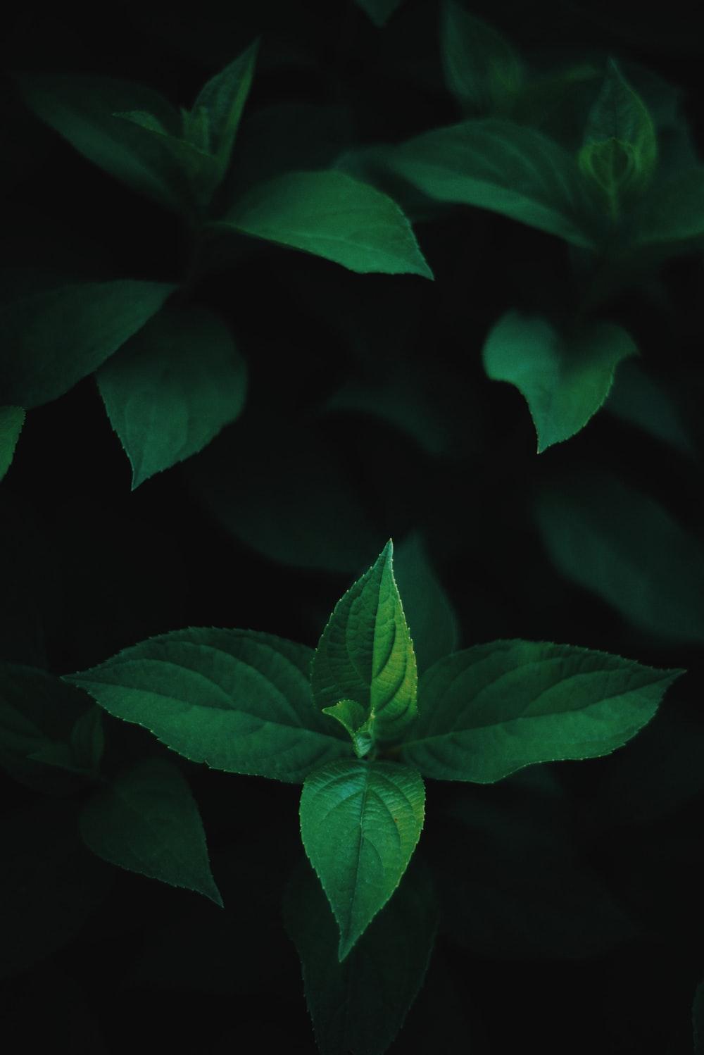 1000x1498 green mint on black background photo