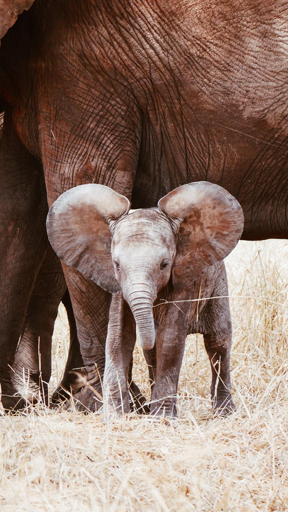 1000x1777 Elephant Baby Picture. Download Free Image