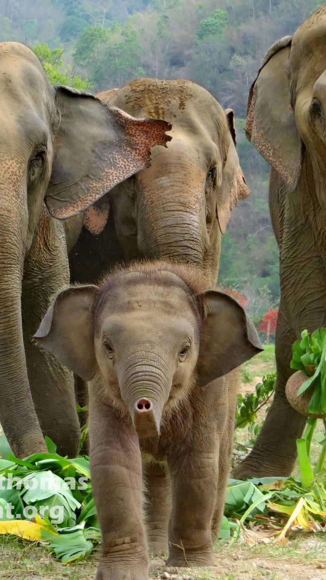 1080x1920 Wallpaper