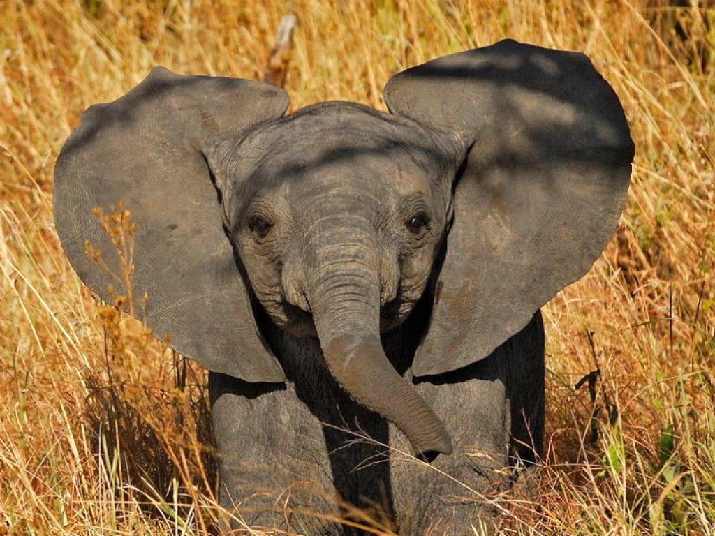 1024x768 Cute Elephant Wallpaper High Quality Resolution As Elephant With Big Ears Wallpaper & Background Download