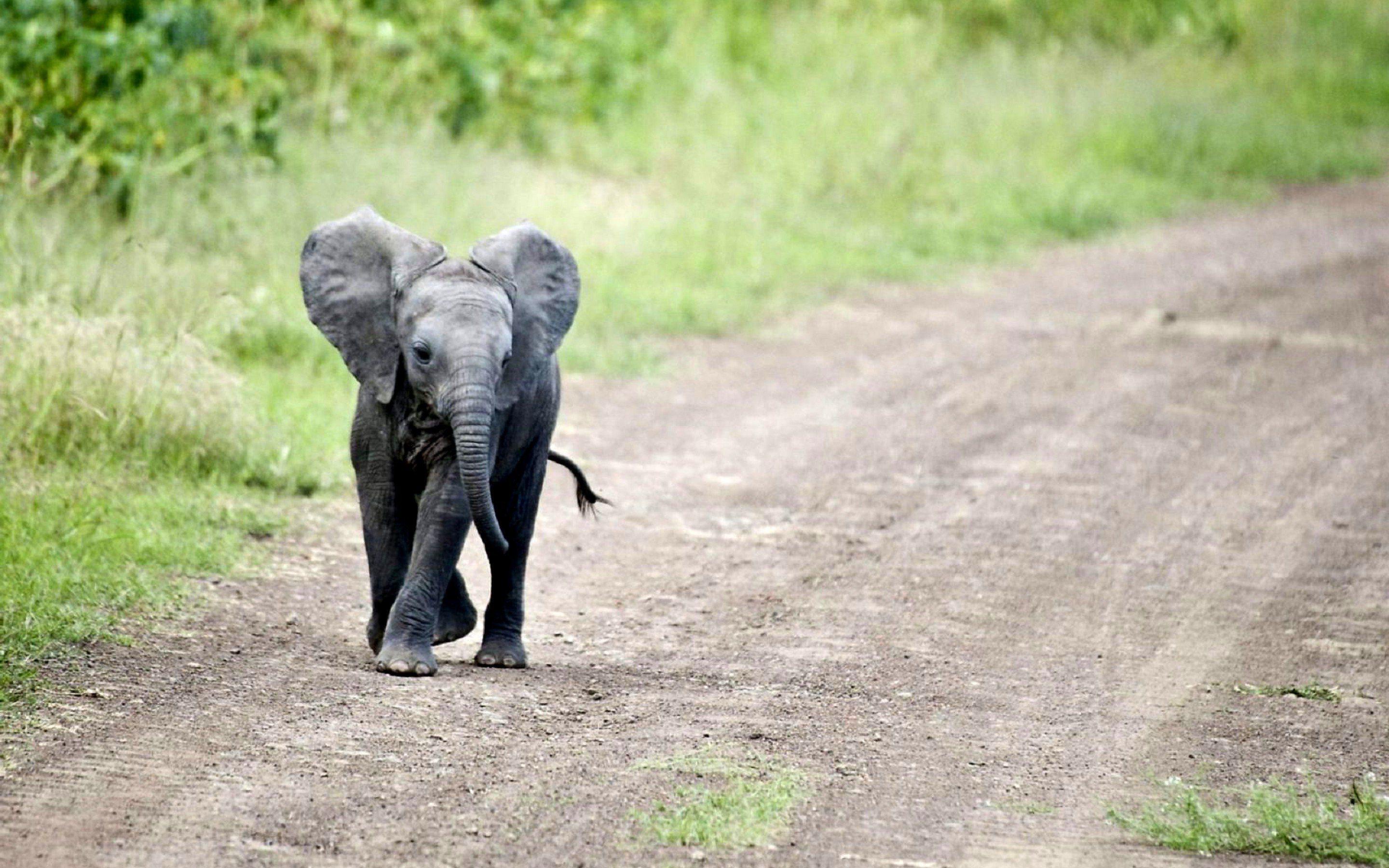 2880x1800 Baby Elephant Wallpaper For Pc Baby Elephant Wallpaper Elephant Wallpaper & Background Download