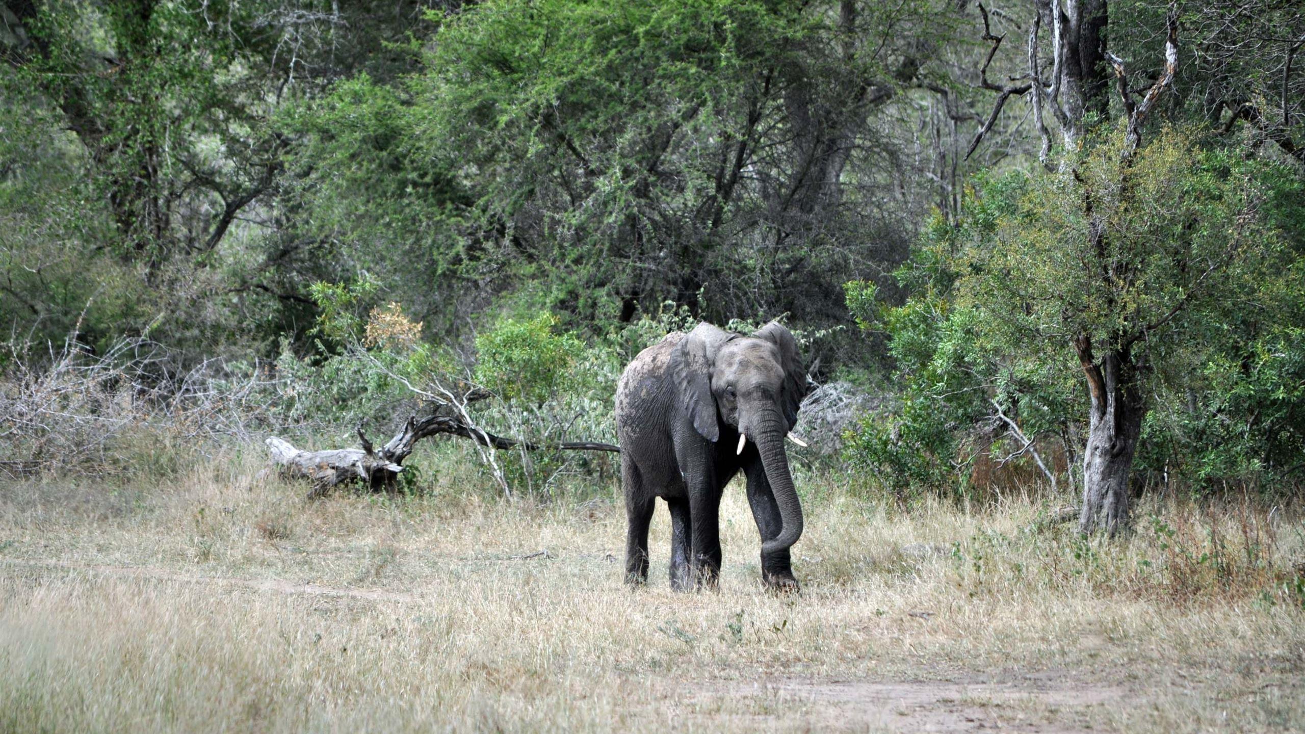 2560x1440 Baby Elephant MacBook Air Wallpaper Download