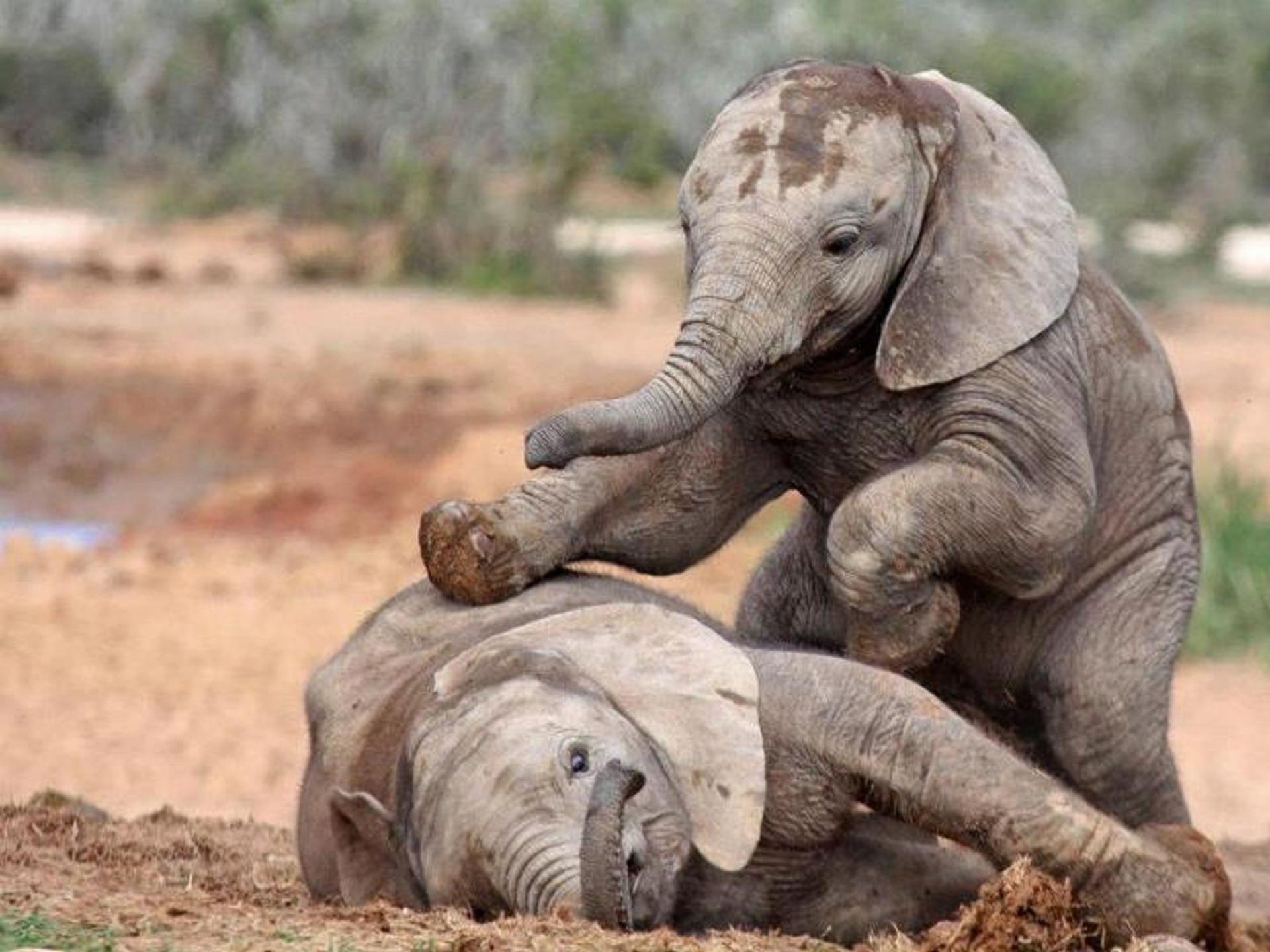 1920x1440 Cute Elephant Wallpaper for Desktop