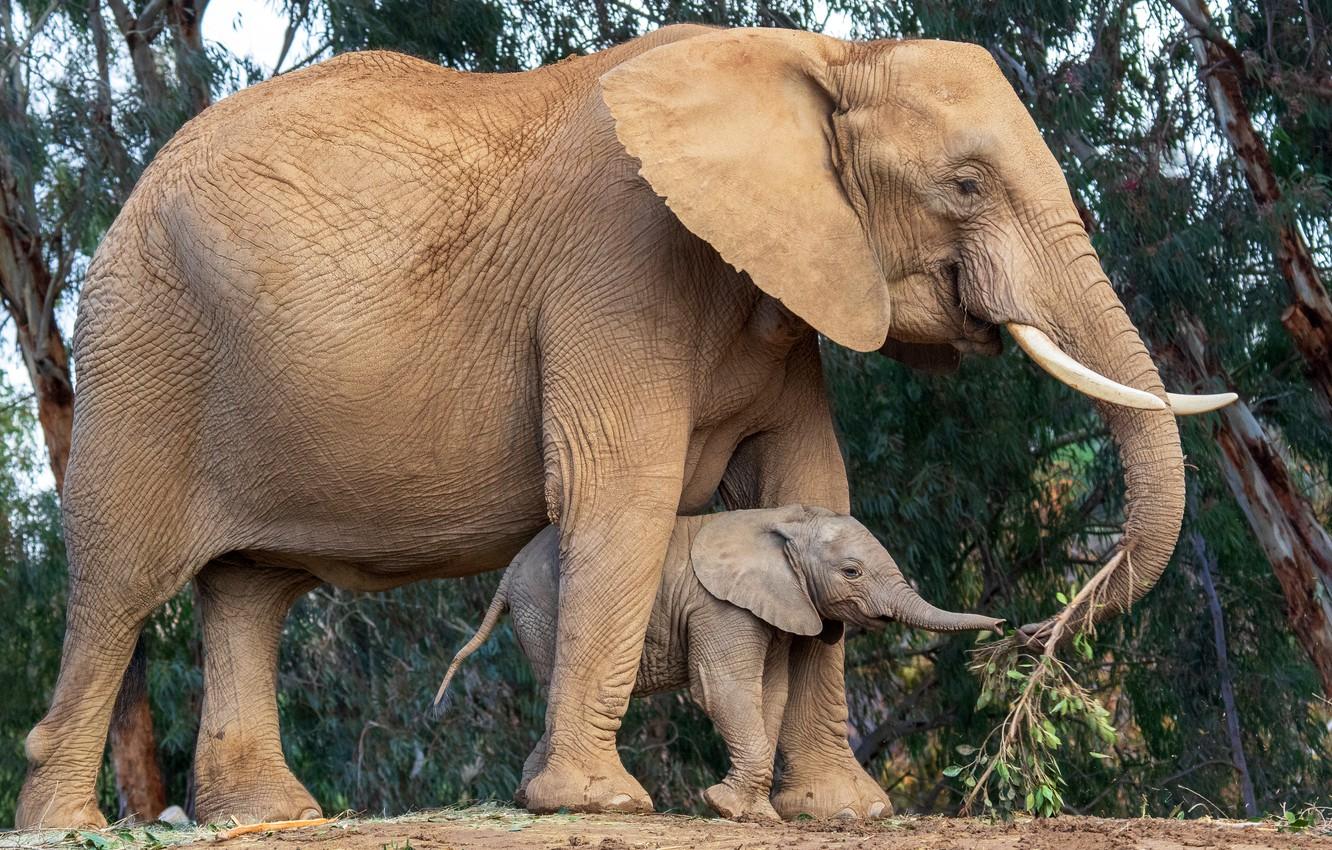 Baby Elephant HD Wallpapers Top Free Baby Elephant HD Backgrounds WallpaperAccess