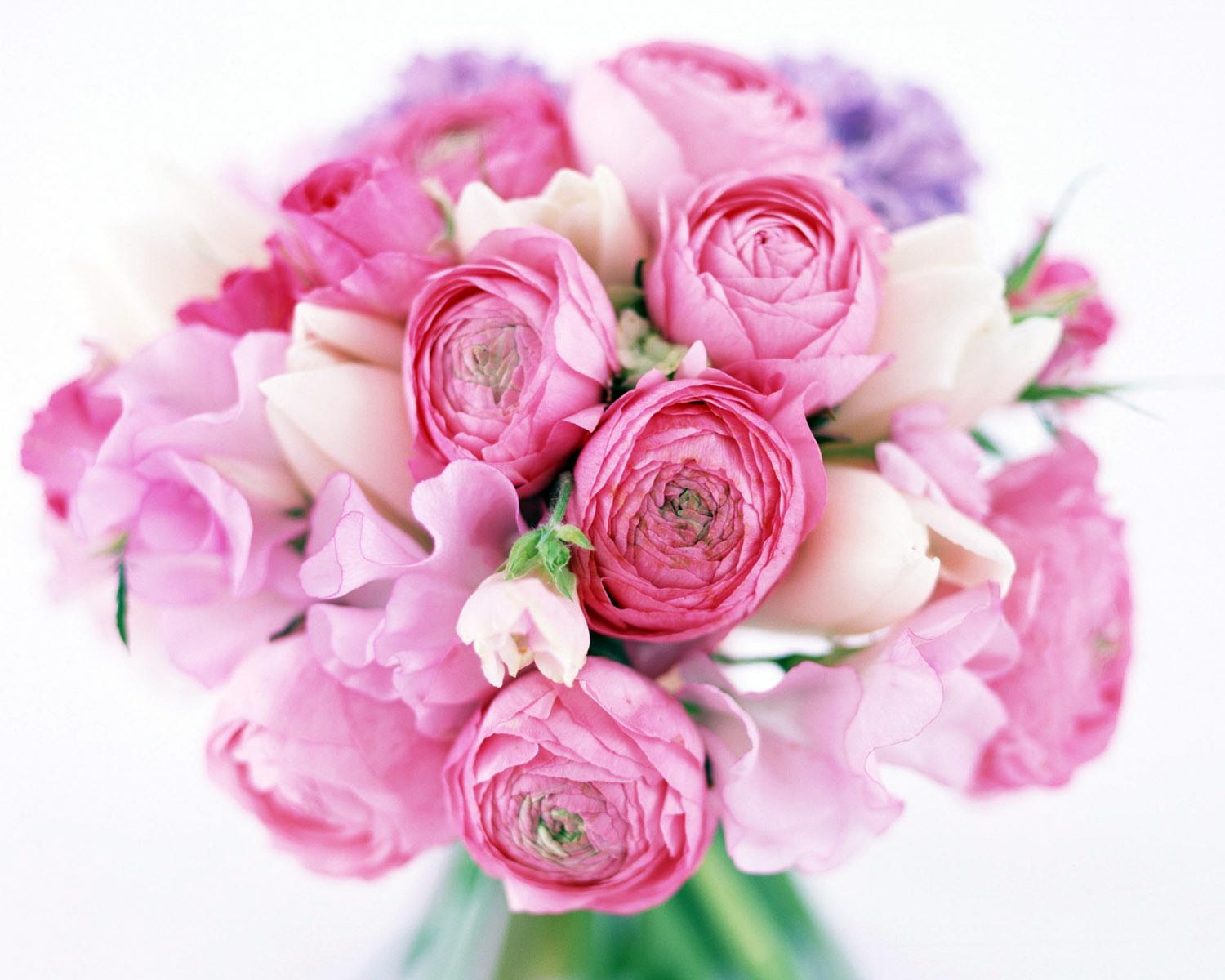 1500x1200 Peony Flower Wallpaper