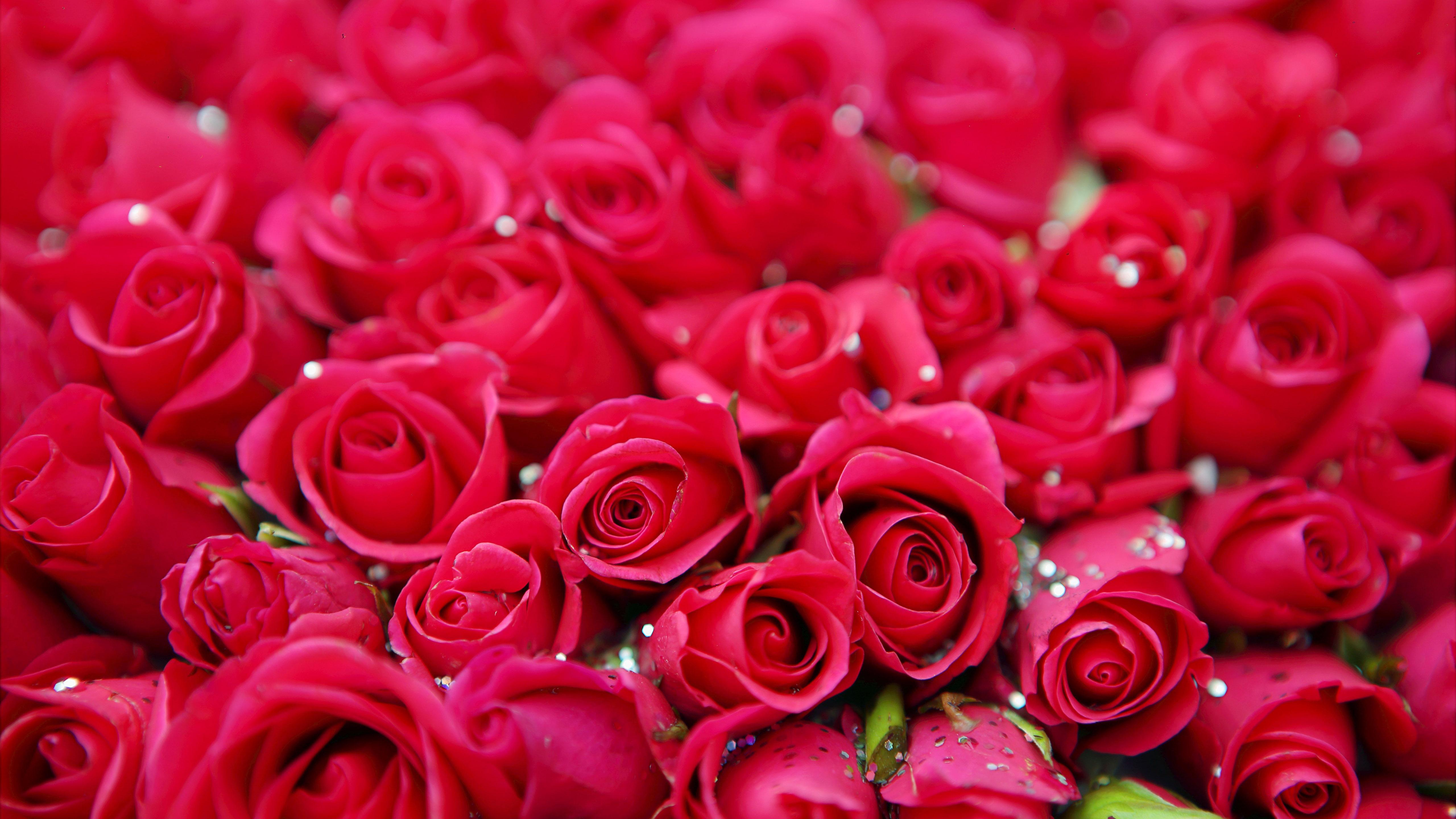 5120x2880 Bunch Of Pink Roses In Blur Background 4K 5K HD Flowers Wallpaper