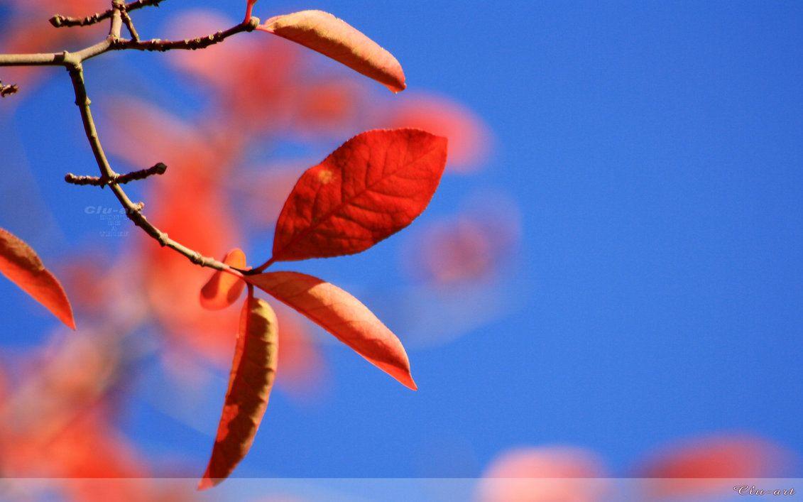 1131x707 Red Leaves On Blue Sky Wallpaper By Clu Art